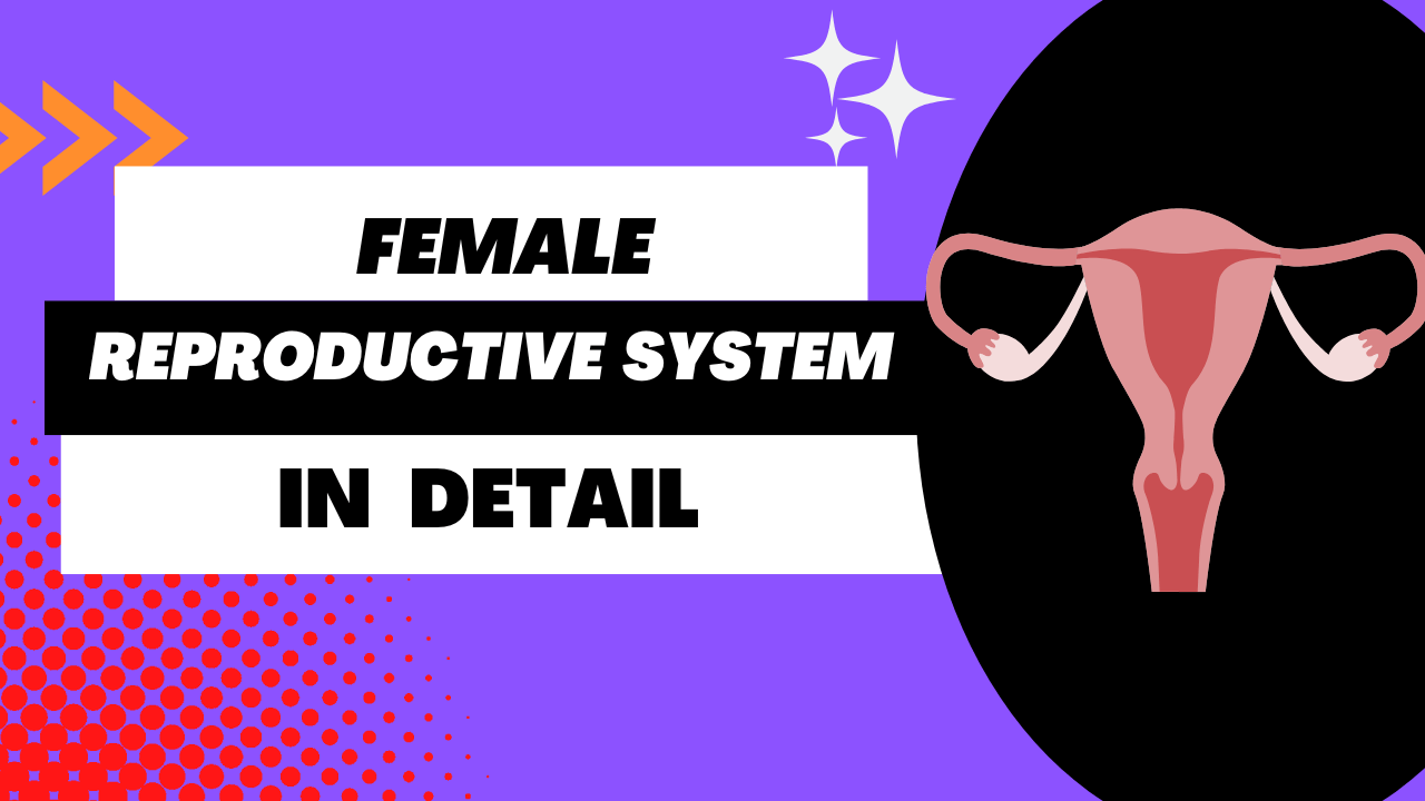 Female-Reproductive-System-clinic-side