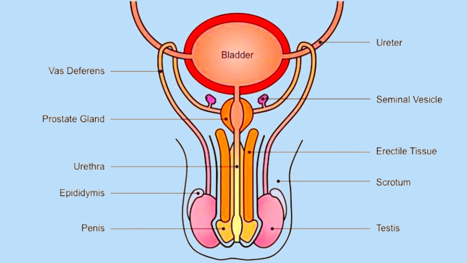 male reproductive system parts and spermatogenesis