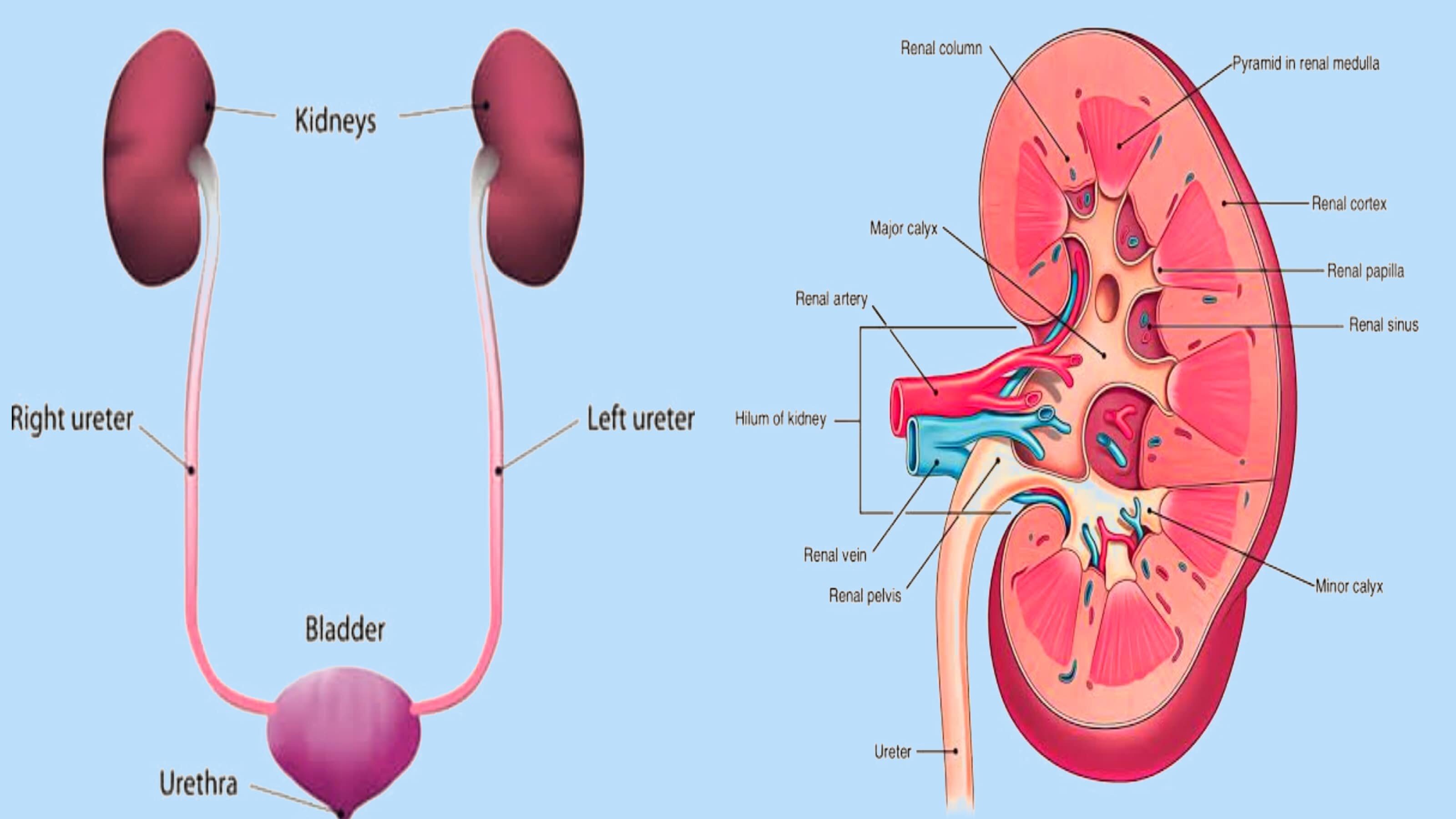 Urinary system: Organs, anatomy, and clinical notes | Clinic Side | 2023