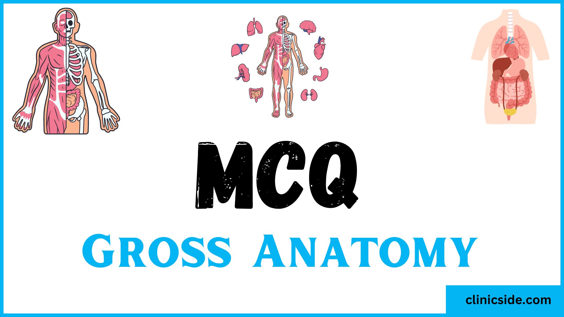 mcq on gross anatomy