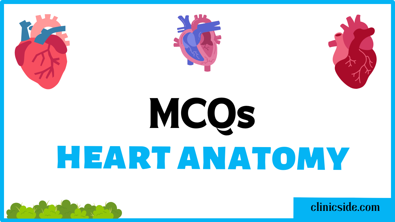 mcqs on heart anatomy