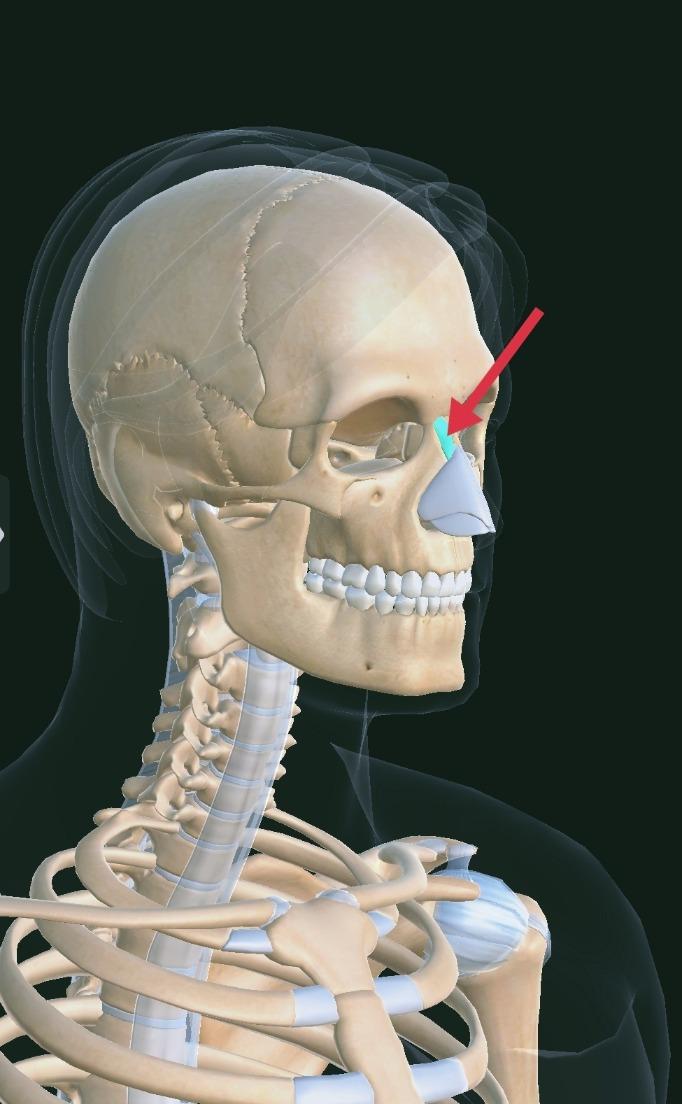 Human Skull With Labels Nasal bones