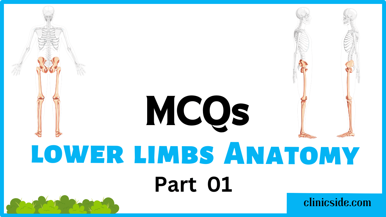 MCQs on Lower Limbs Anatomy
