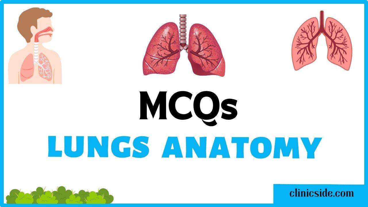 mcqs on Lungs Anatomy by clinic side