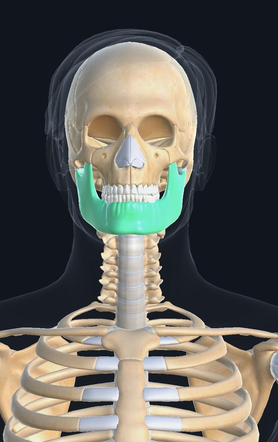skull anatomy skull quiz by clinic side