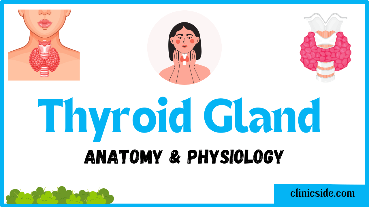thyroid gland anatomy and physiology