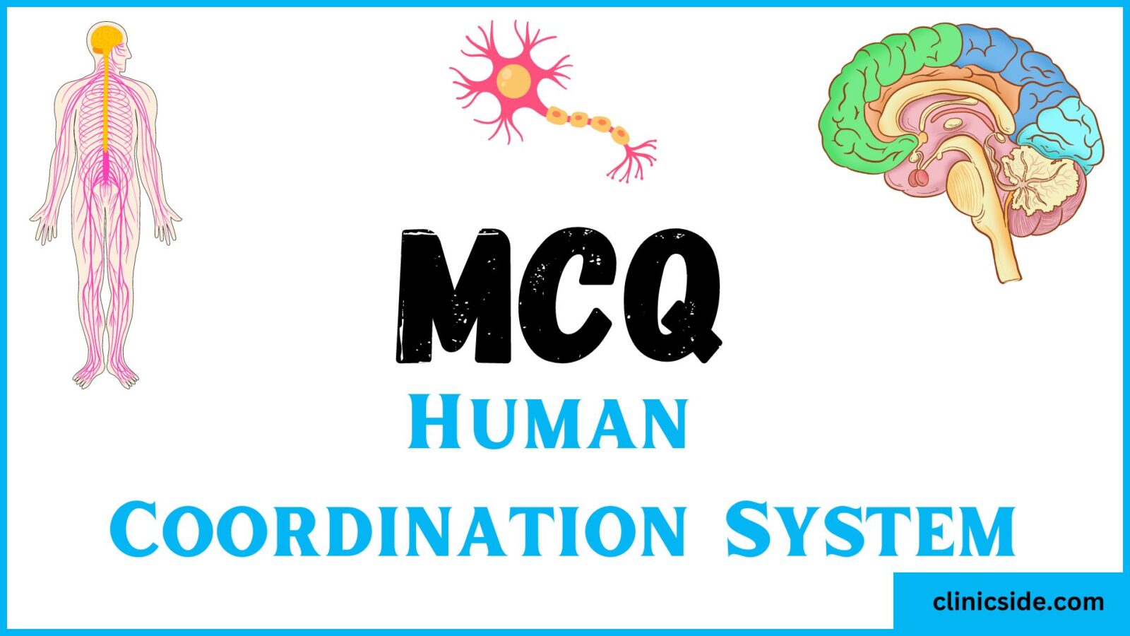 Human Coordination Systems Quiz Evaluate Your Expertise