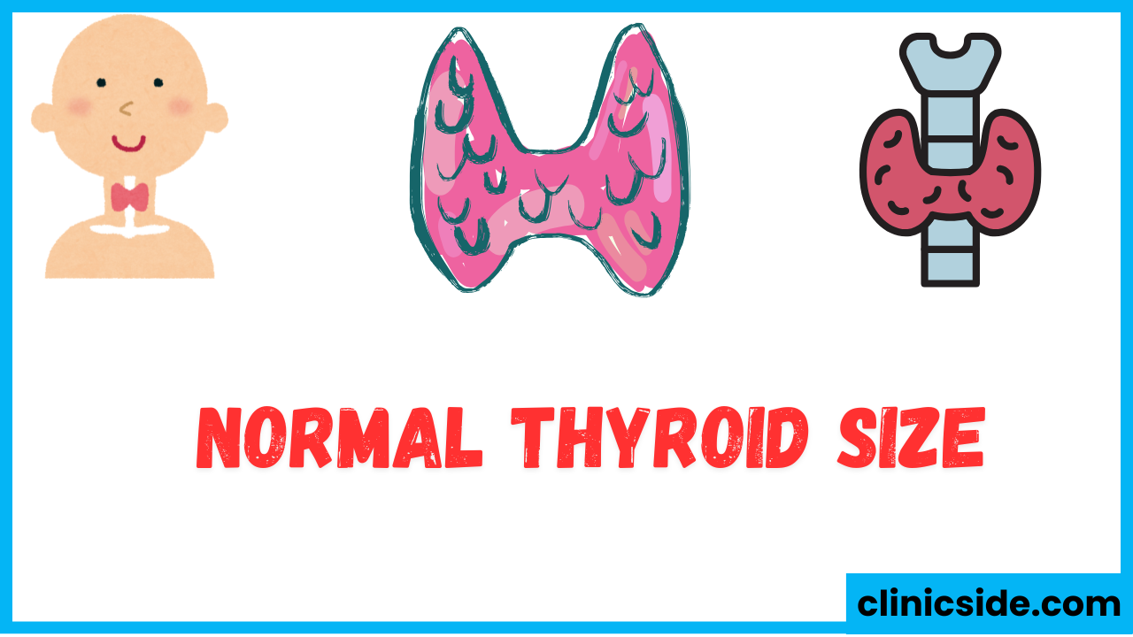 normal thyroid size