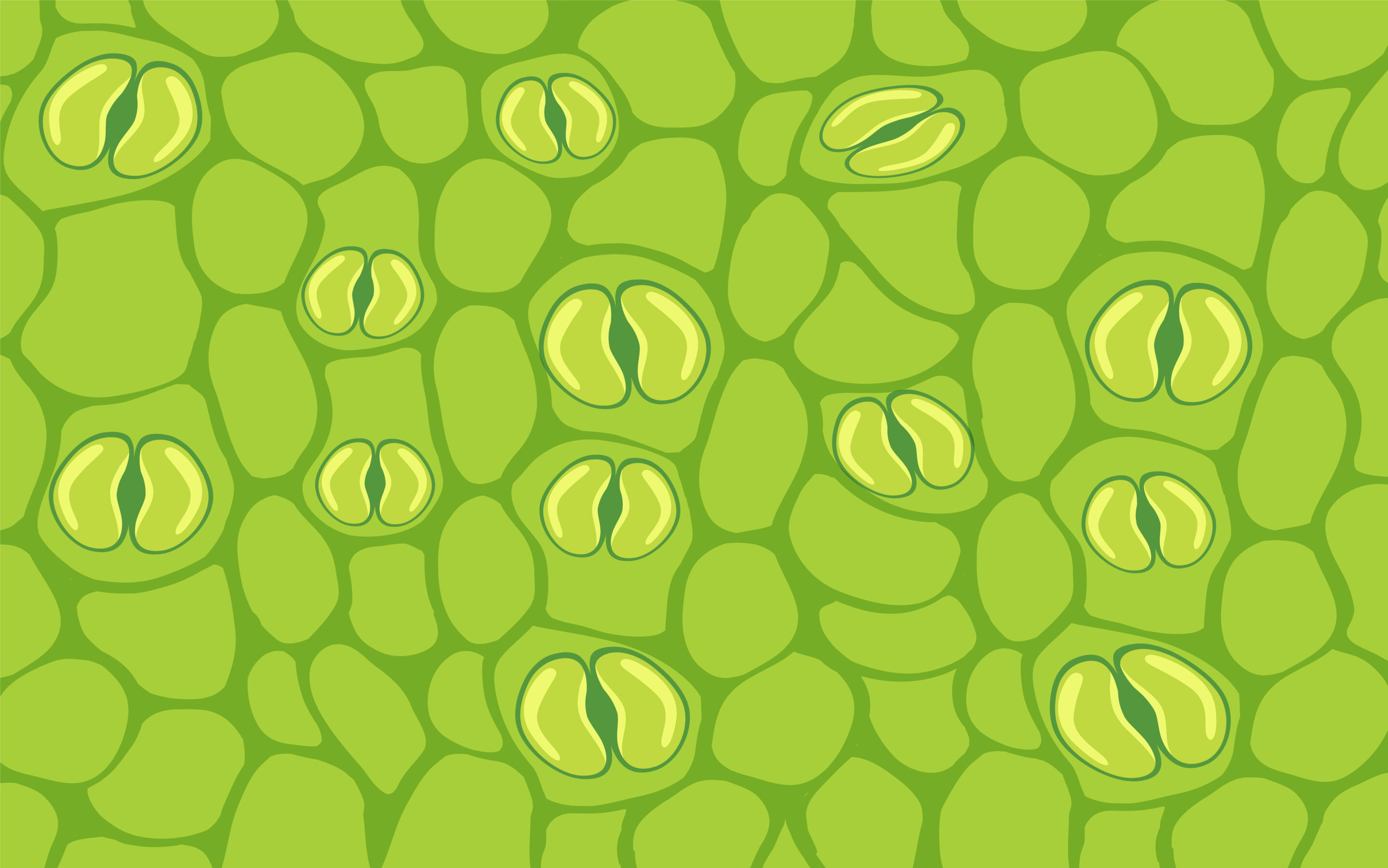 stomata