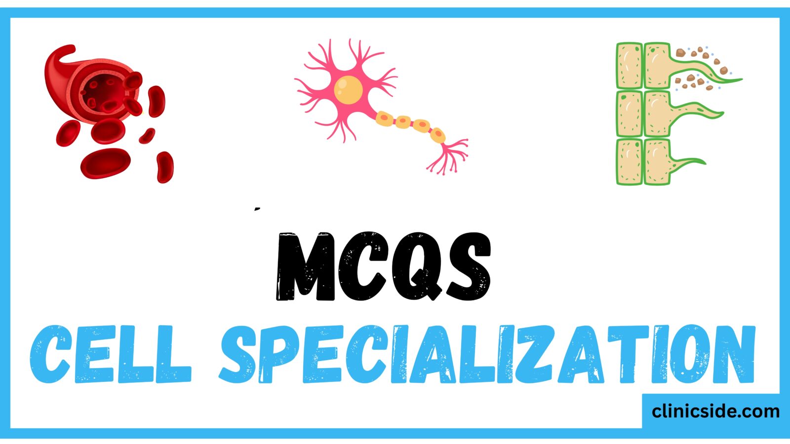 MCQs on Cell Specialization