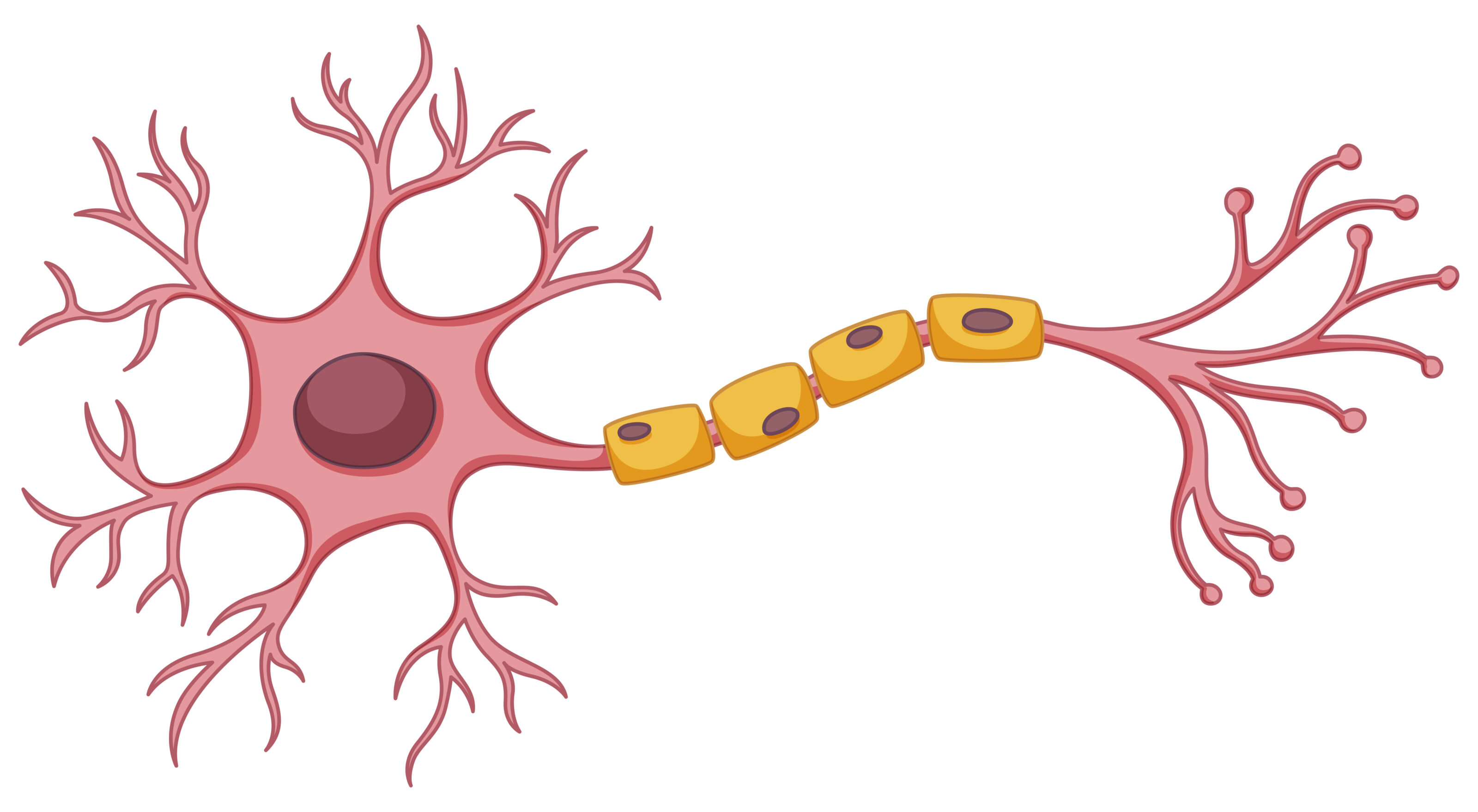 Neuron Specialized for Electric signal transmission