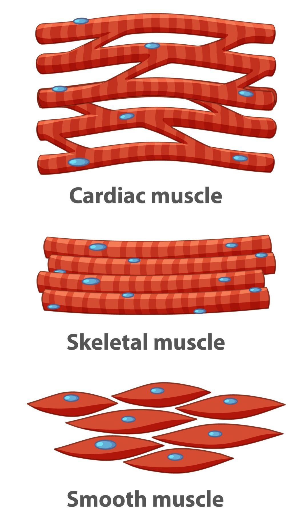 Muscle cells types