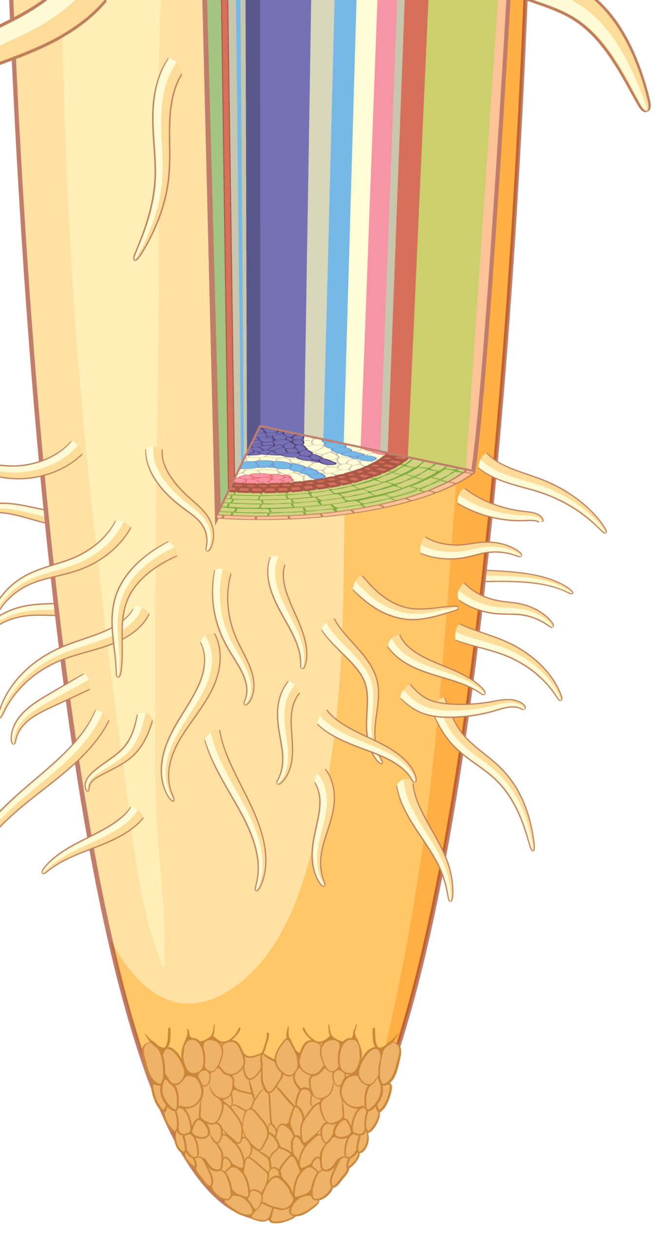 Root hairs extension of epodermal cells