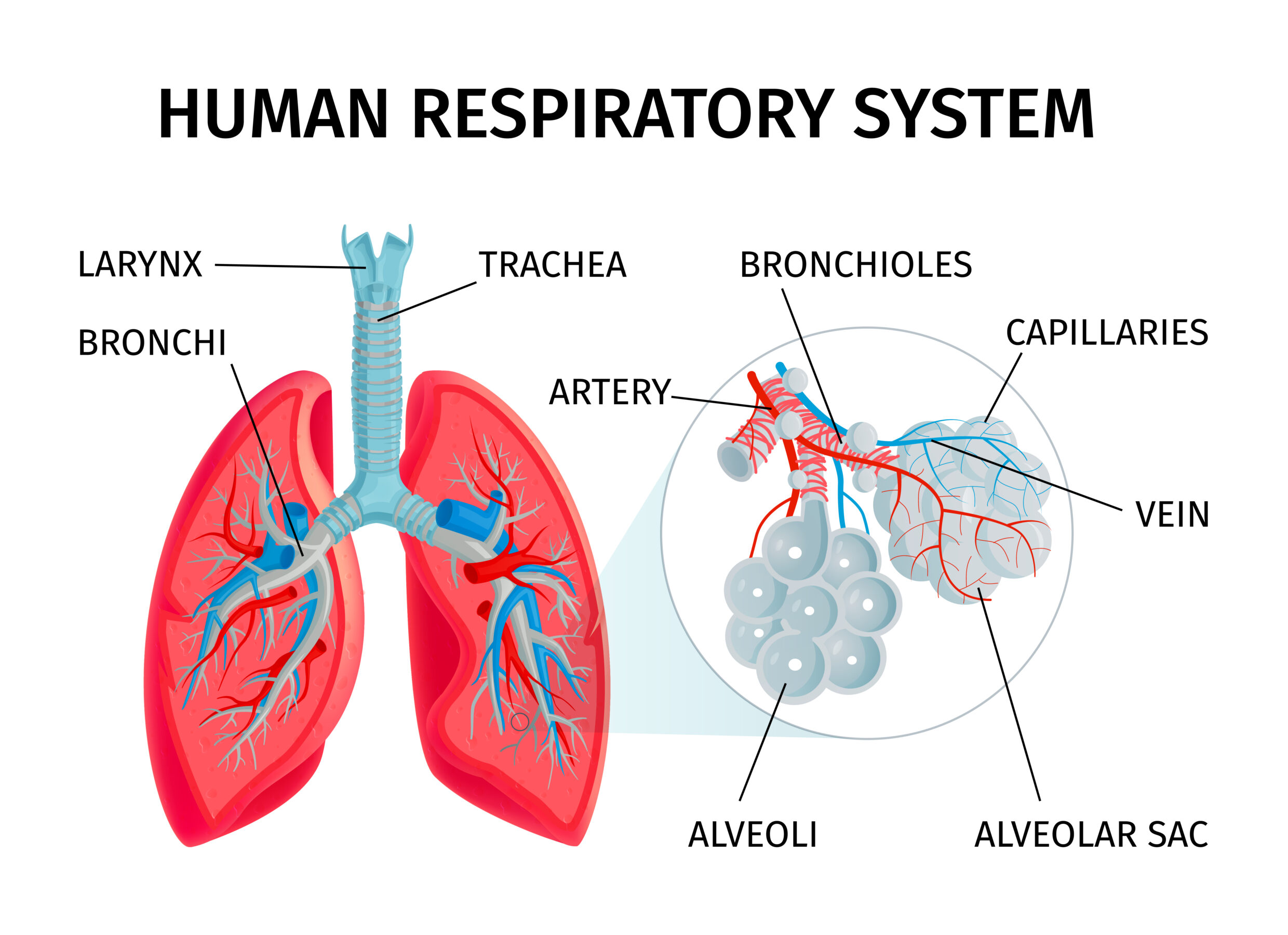 respiratory system medical science