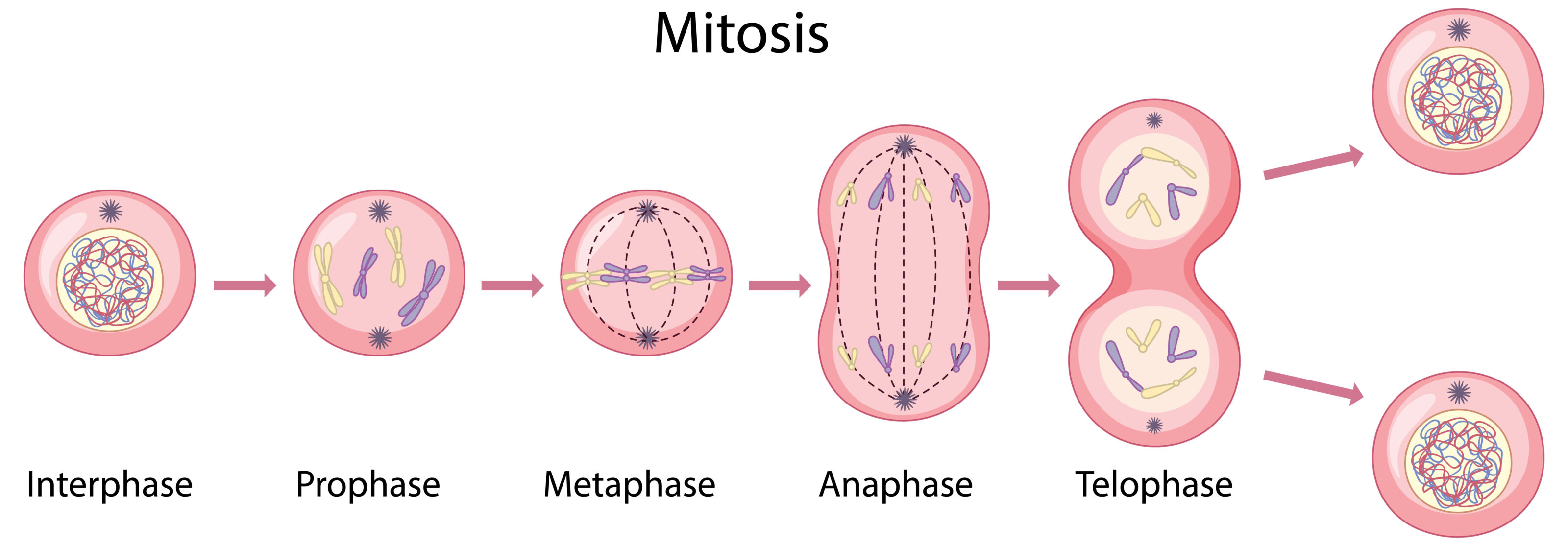 Mitosis phases illustrated in diagram