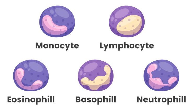 Types if WBCs