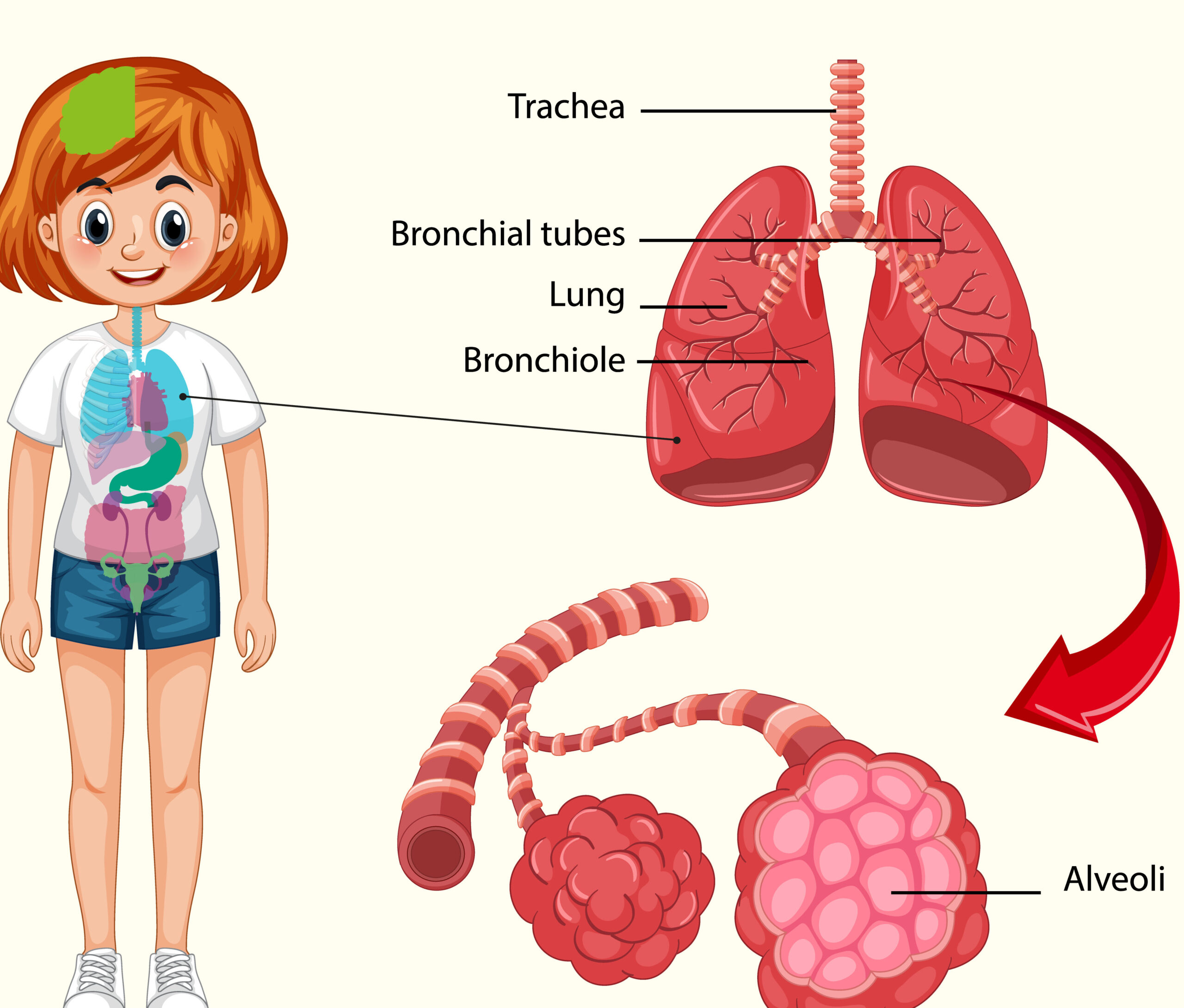 respiration in humans