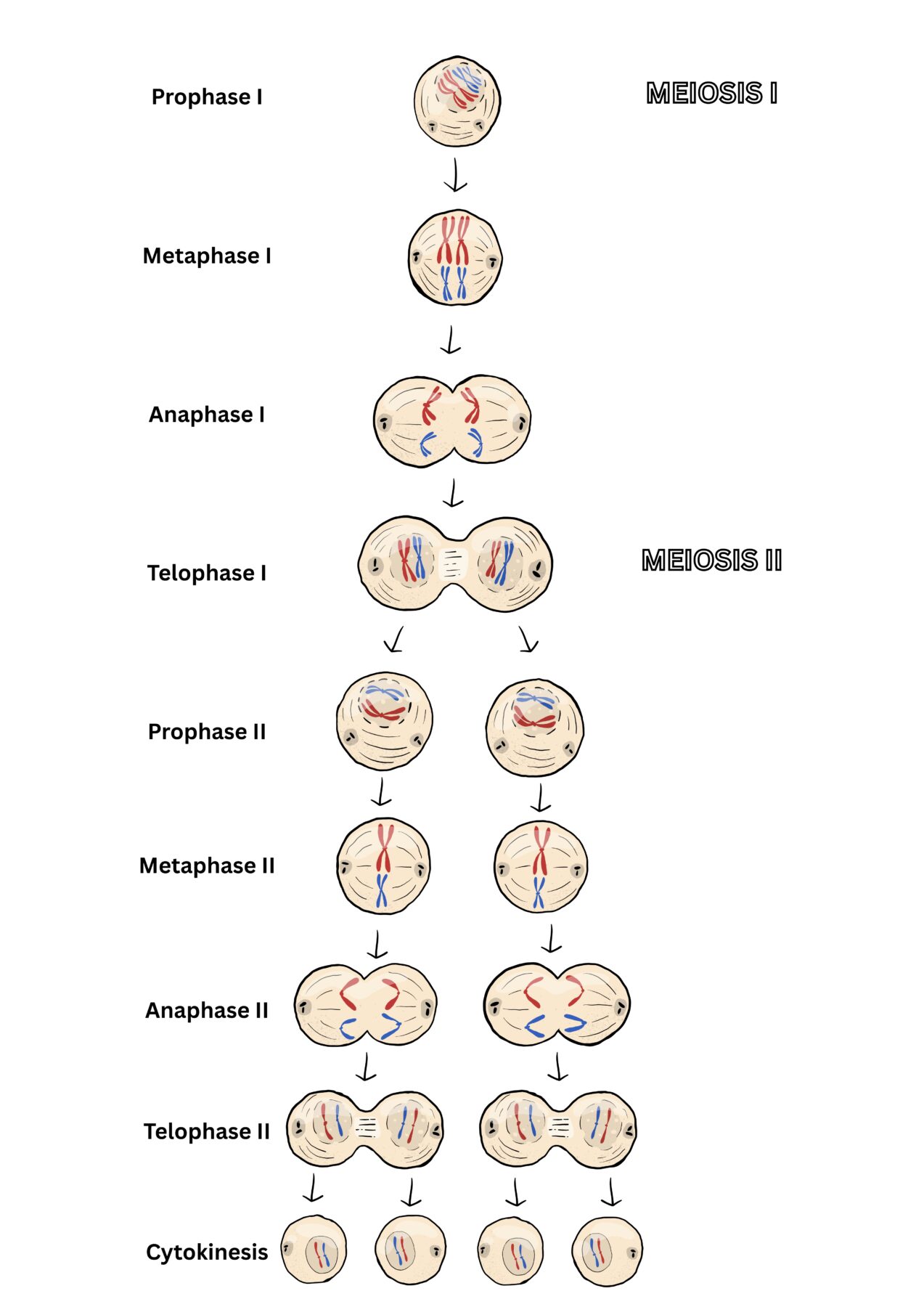 Meiosis Diagram elaborated