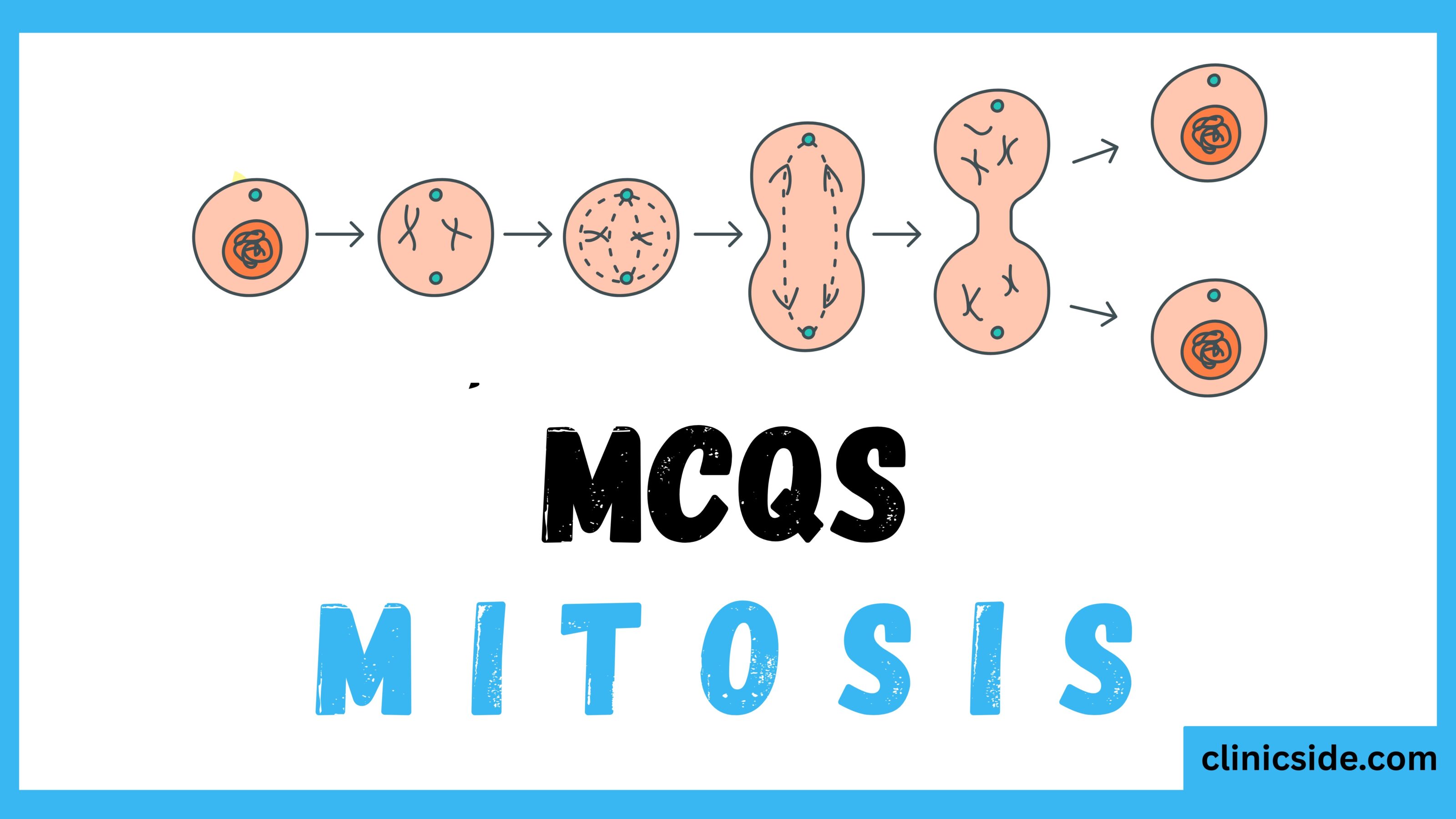mitosis-Identical cell division