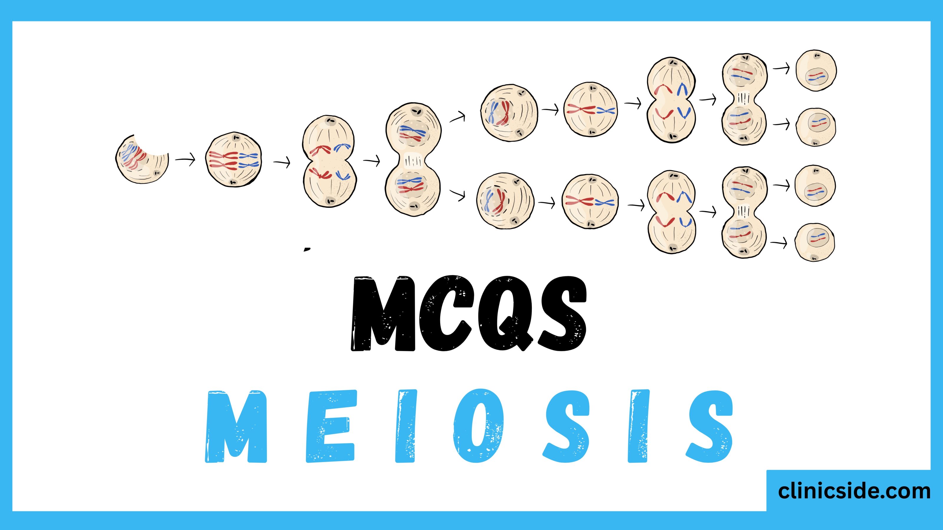 meiosis