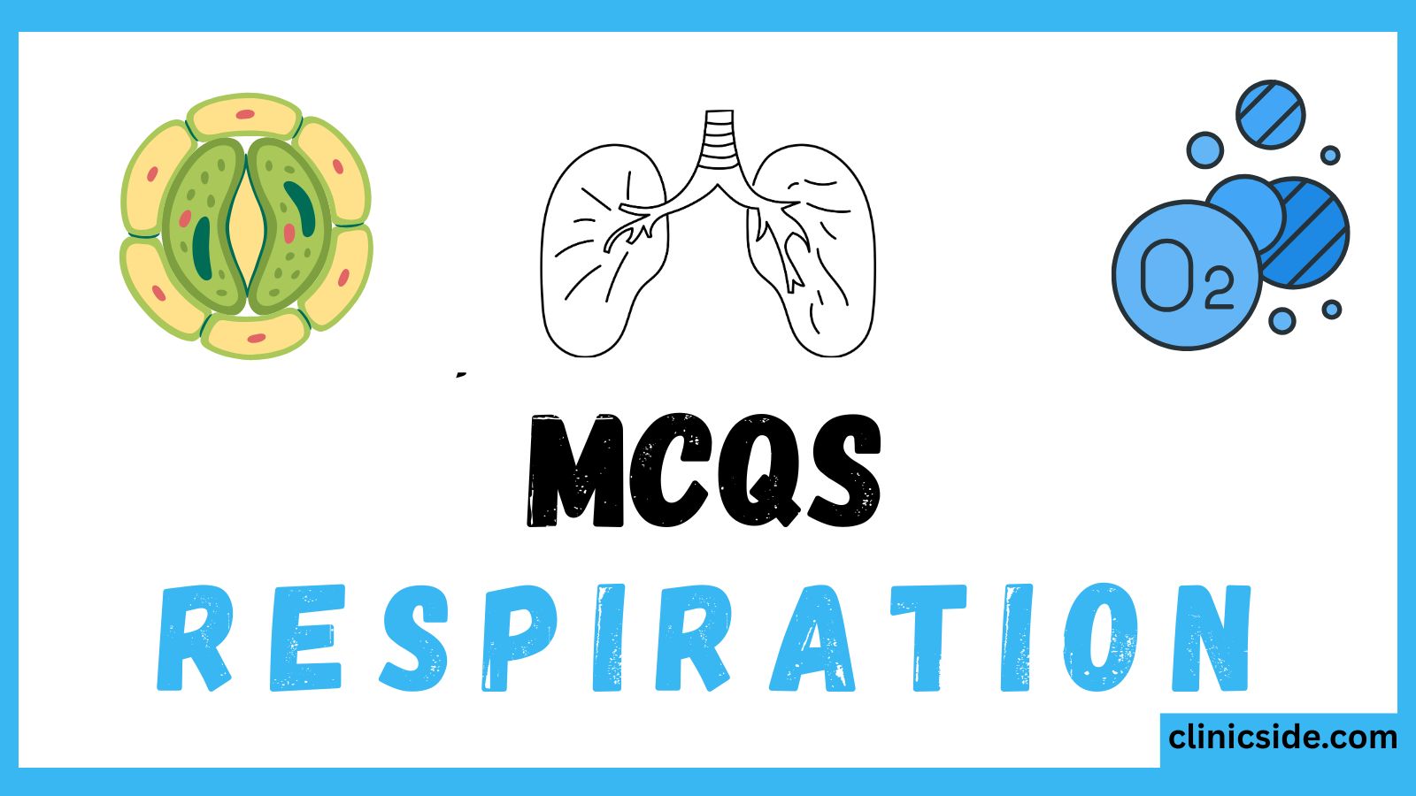 respiration gaseous exchange
