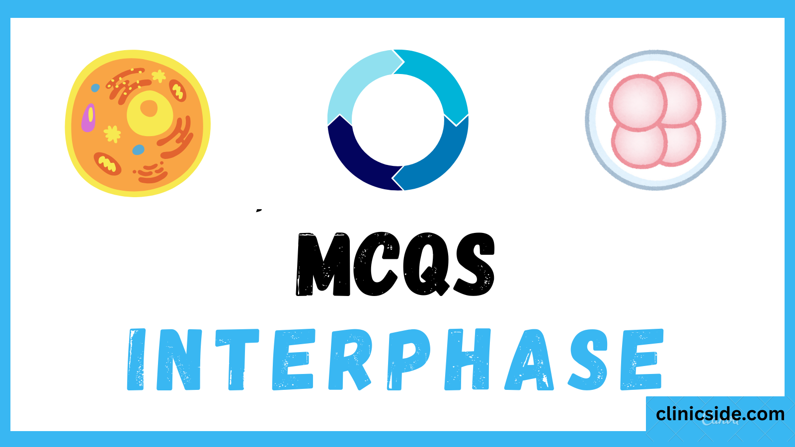 MCQS on Interphase