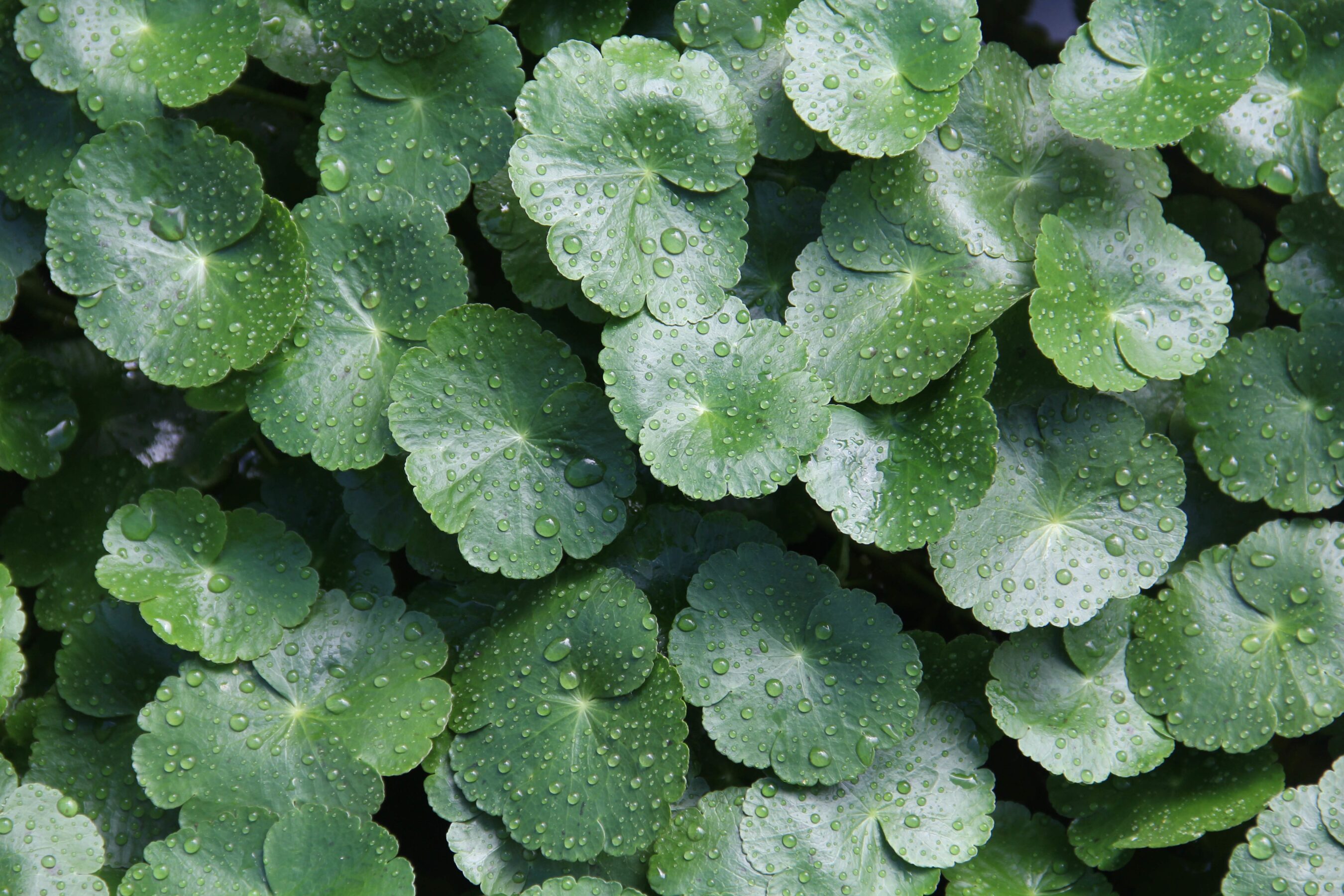 Butterbur