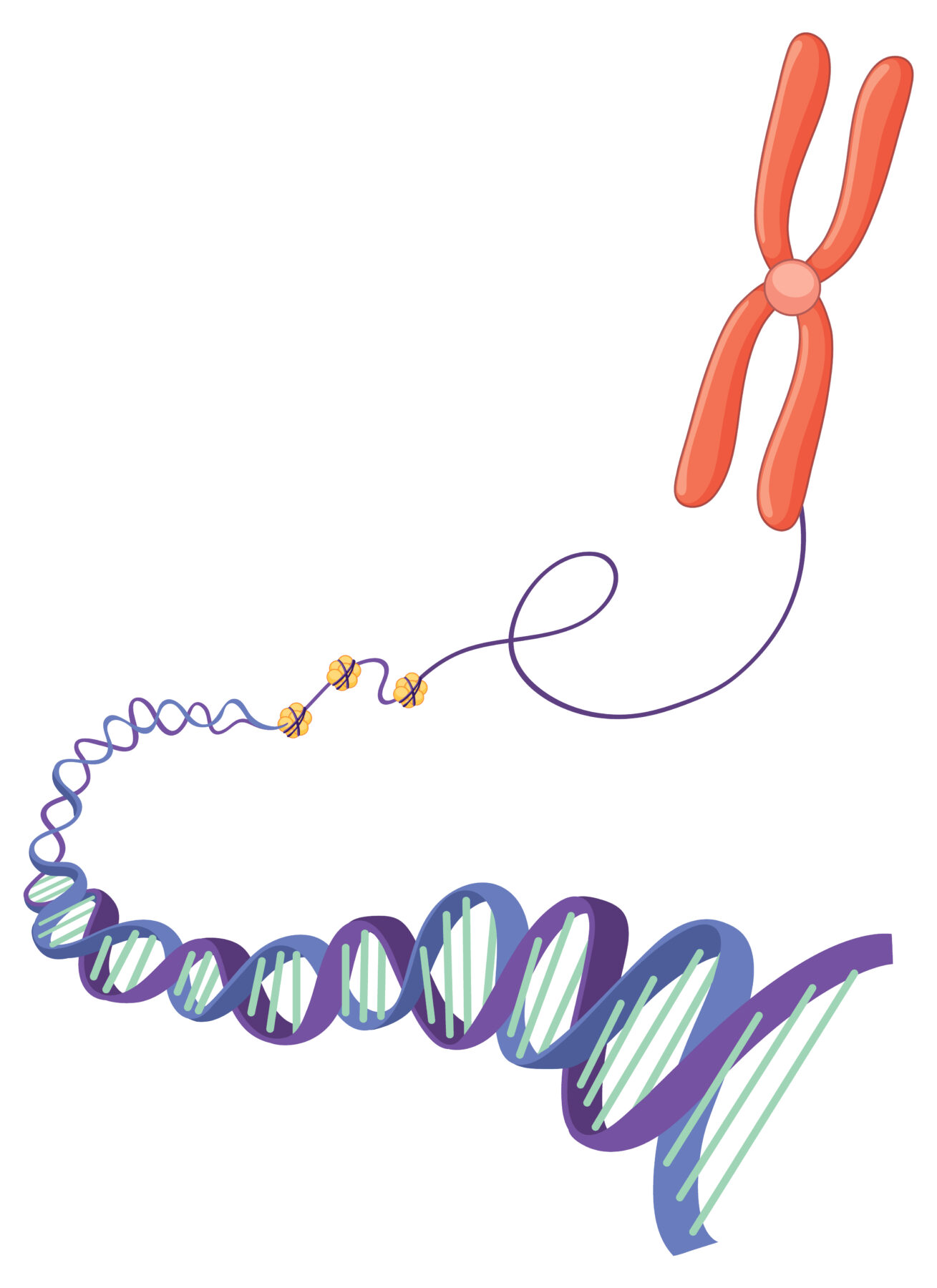 DNA Replication in Interphase