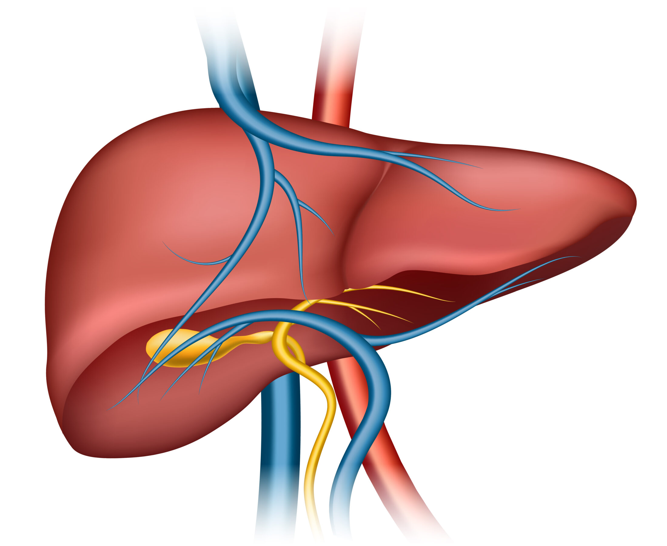 Importance of Liver