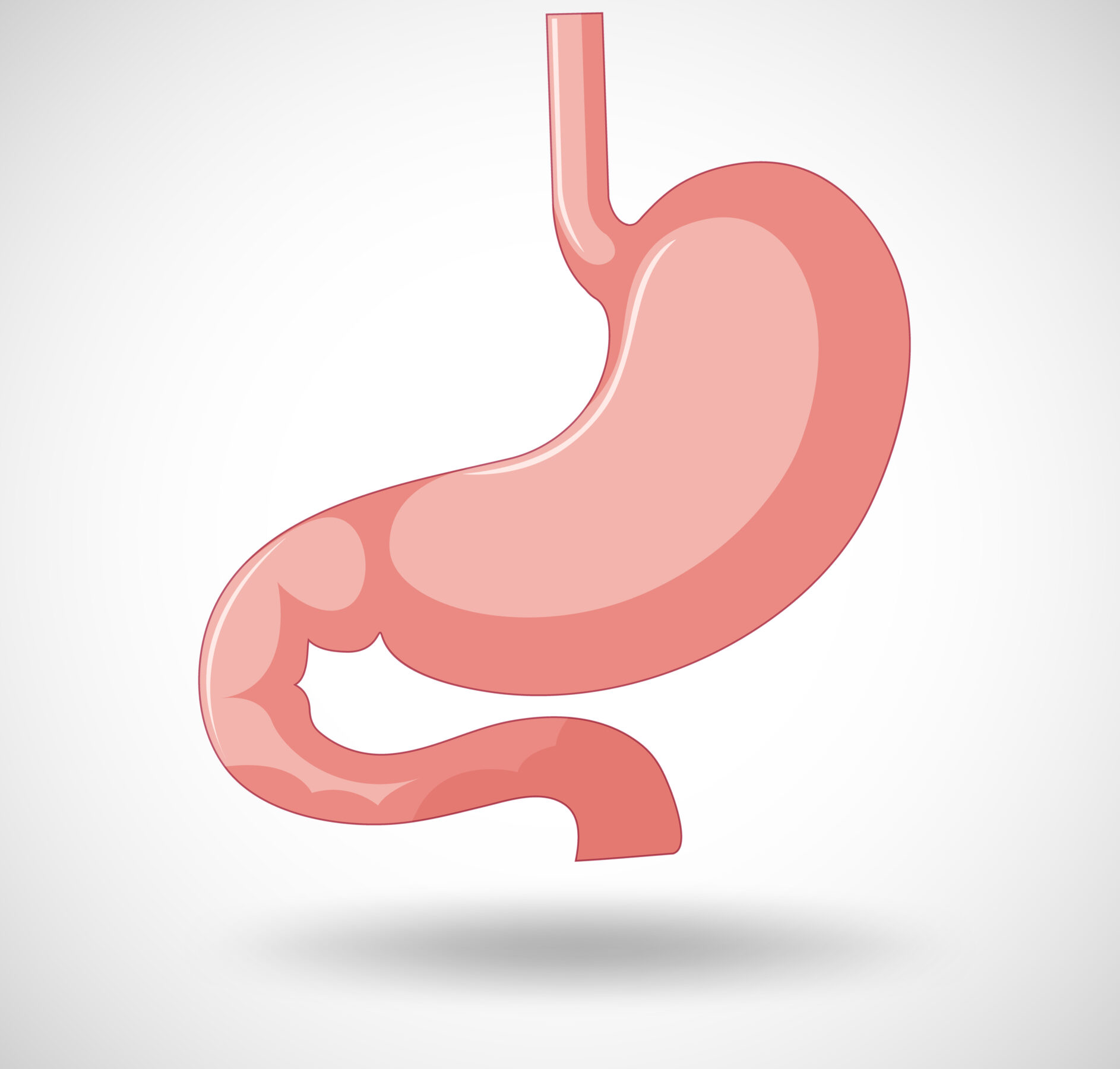 Digestion – Breaking Down Food