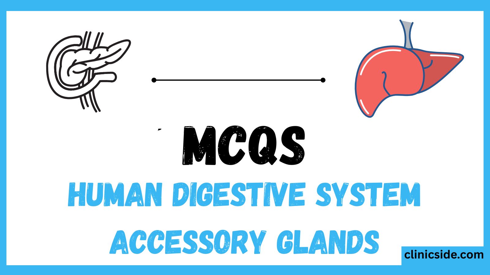 Accessory Glands