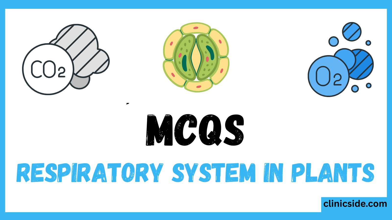 respiratory system in plants