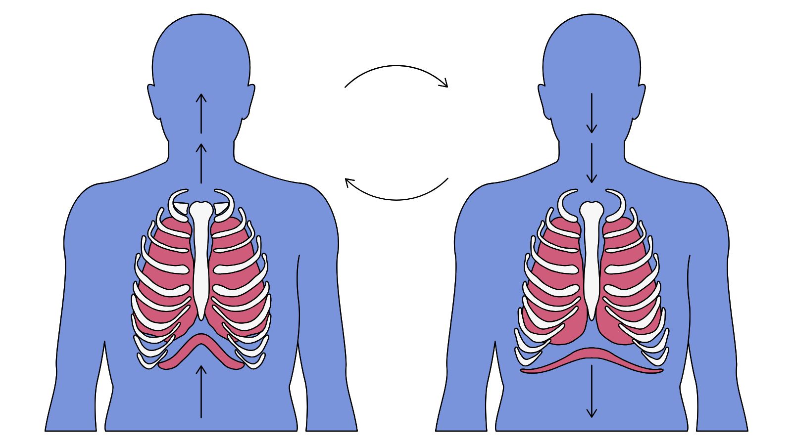 Breathing Mechanism - Inhalation and exhalation