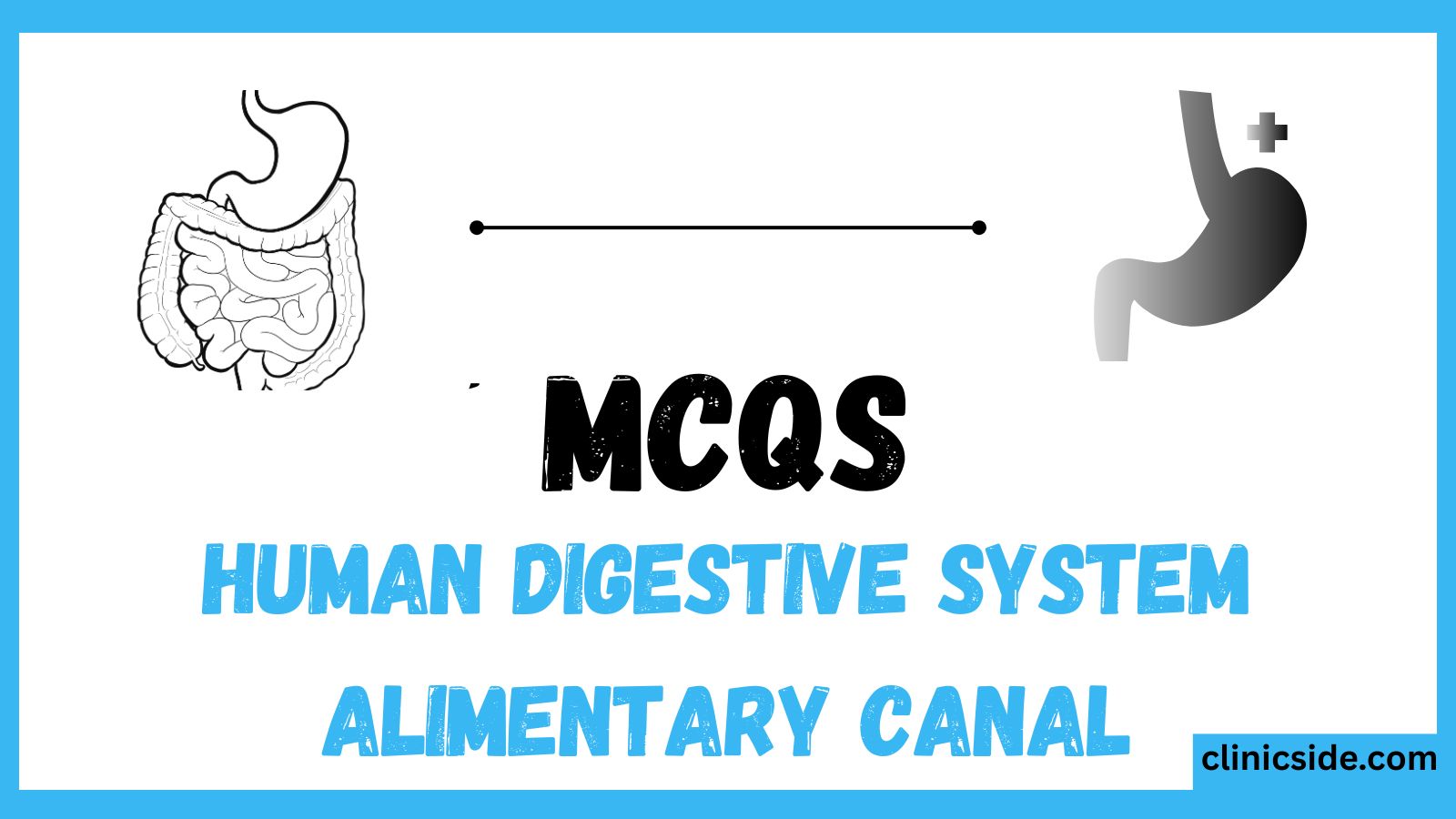 Human Digestive System – Alimentary Canal