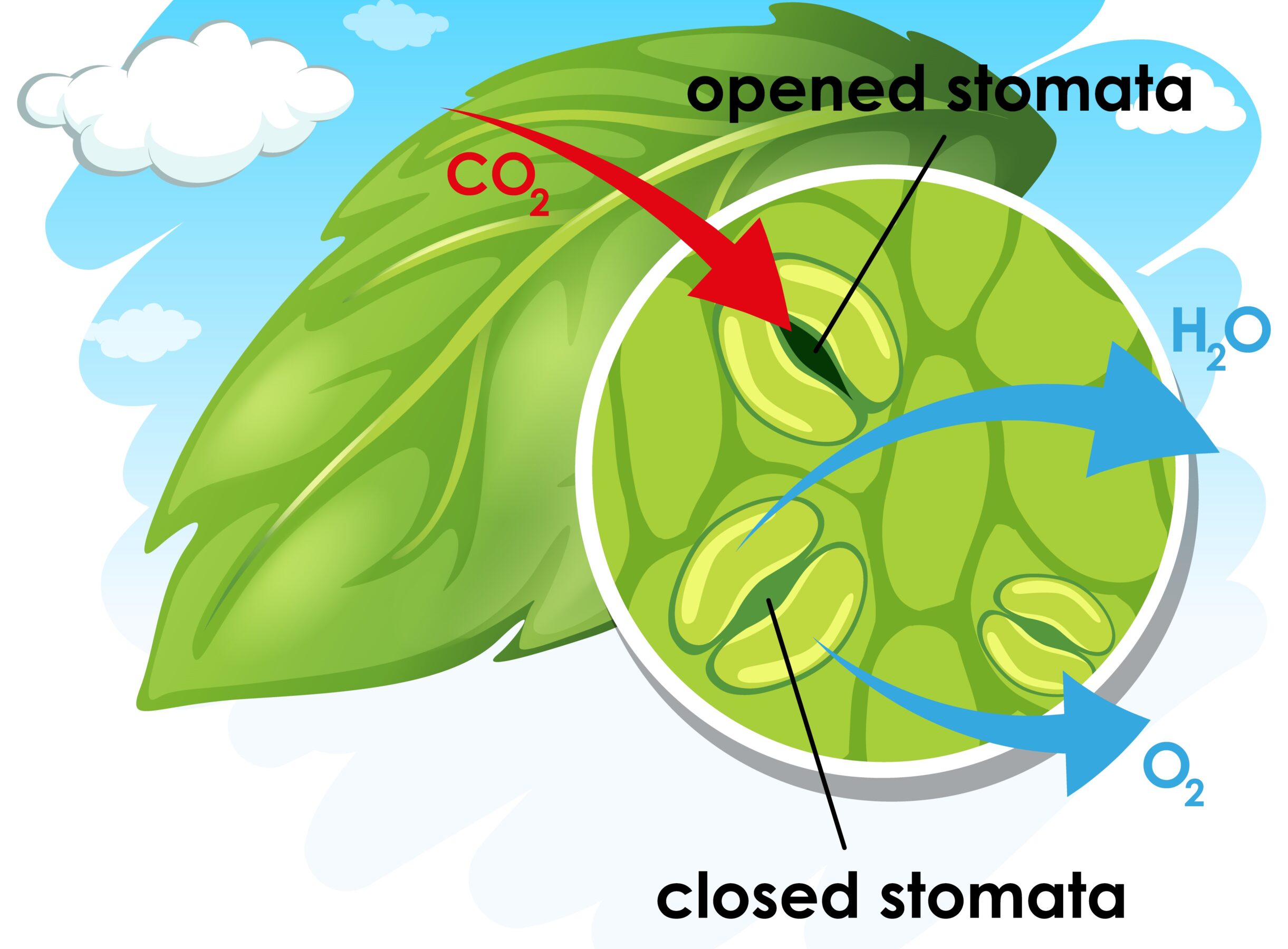 Respiration in plants through stomata