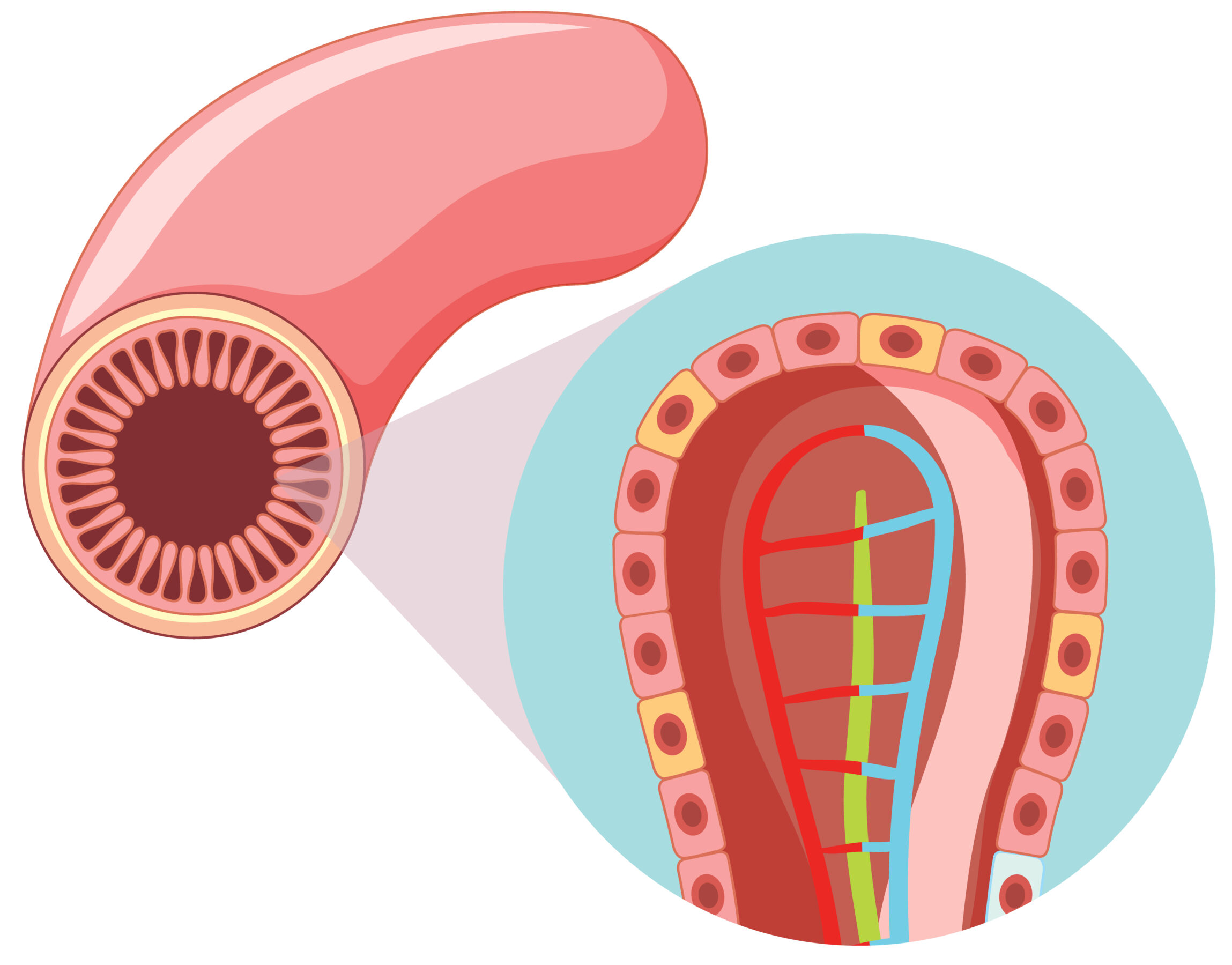Absorption – Nutrients Enter the Blood