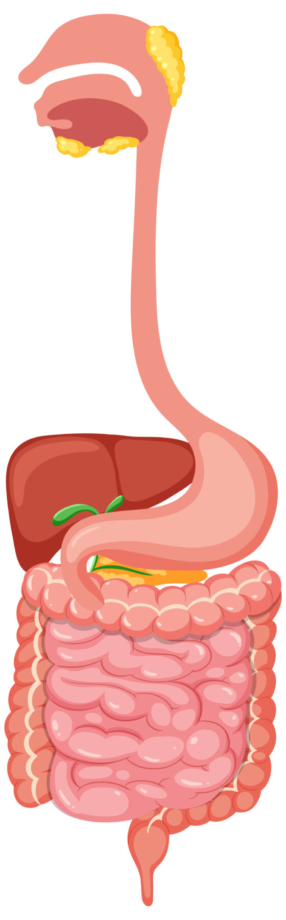 Human Digestive System – Alimentary Canal