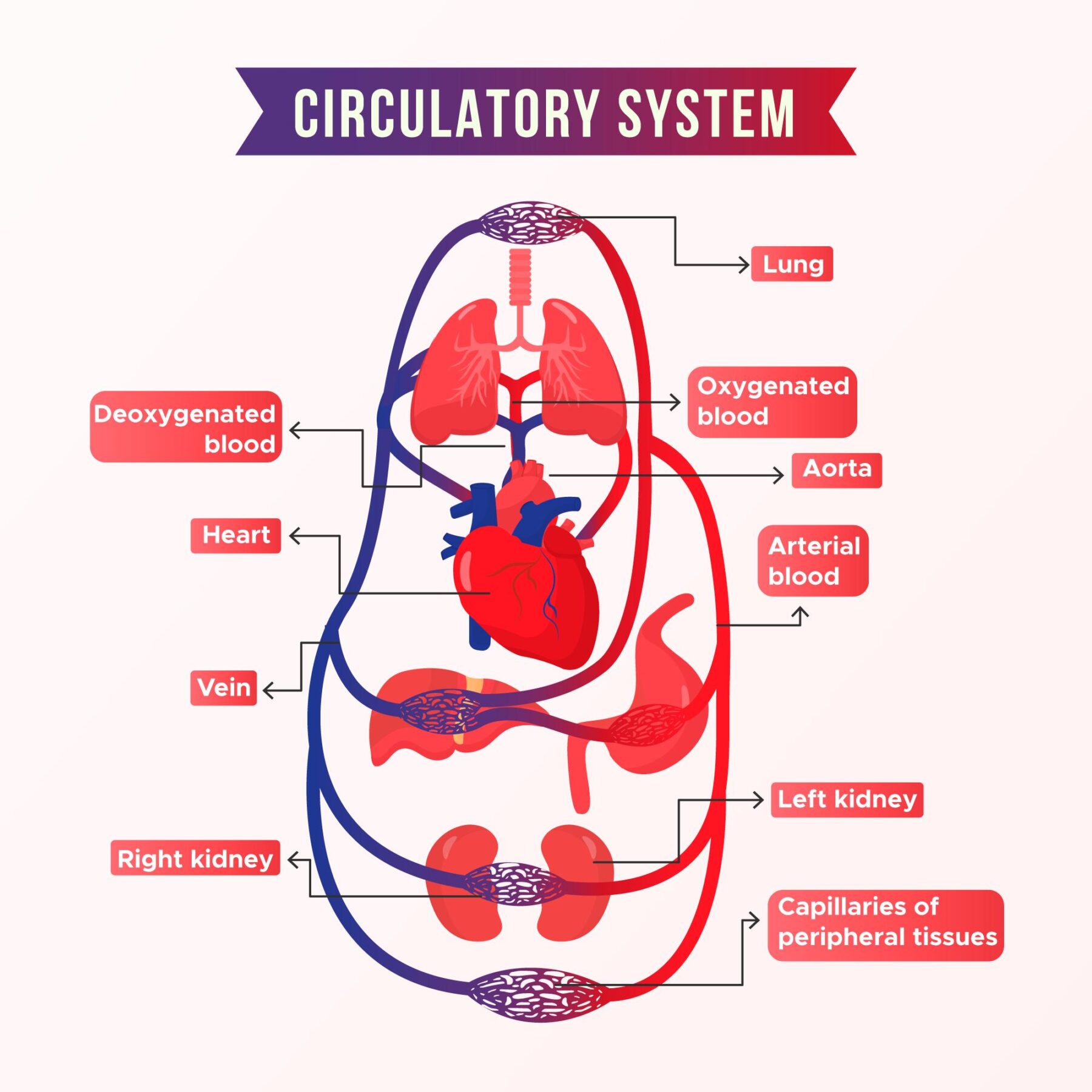 Organs Connected with the Blood Circulatory System