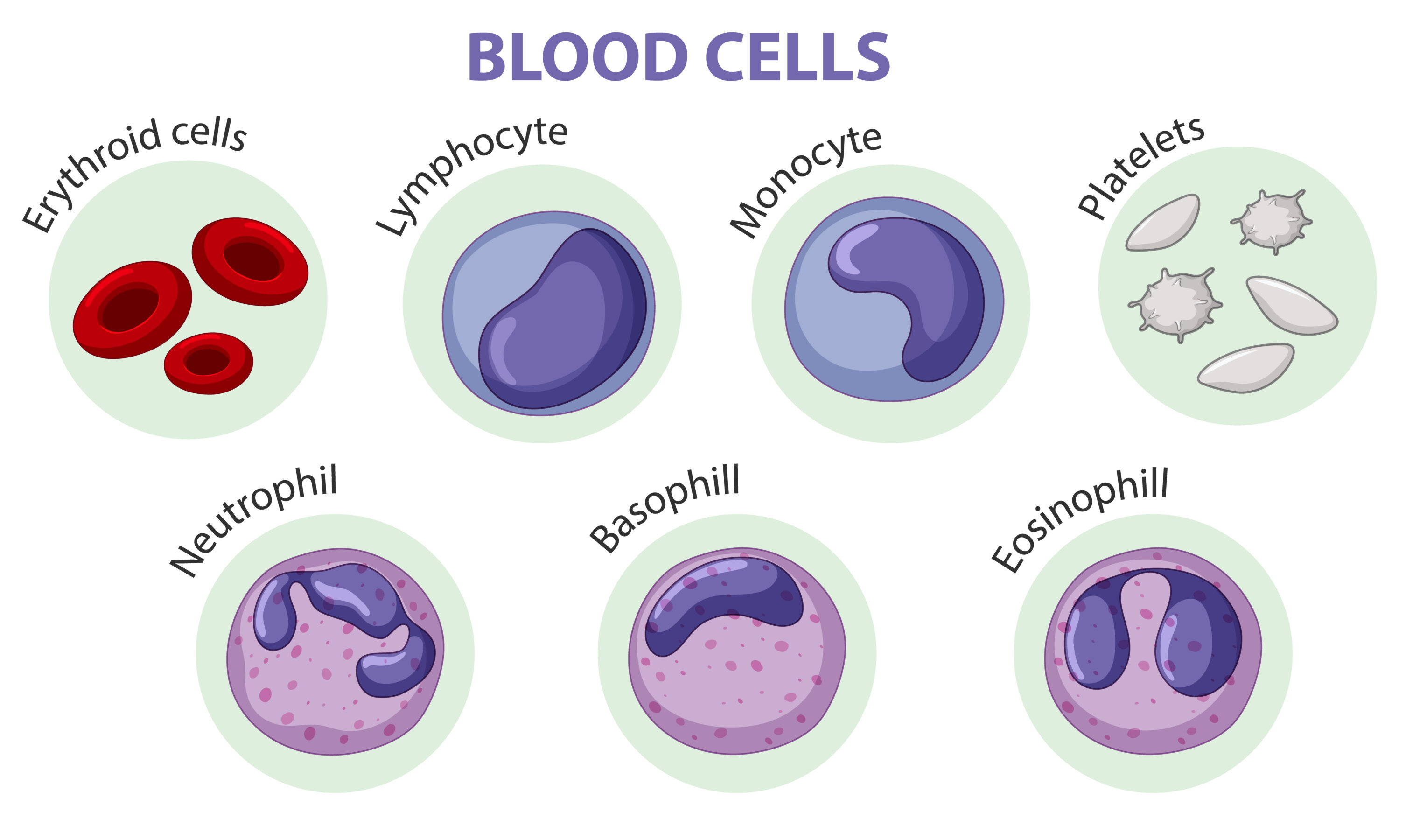 Leukocytes and Their Types