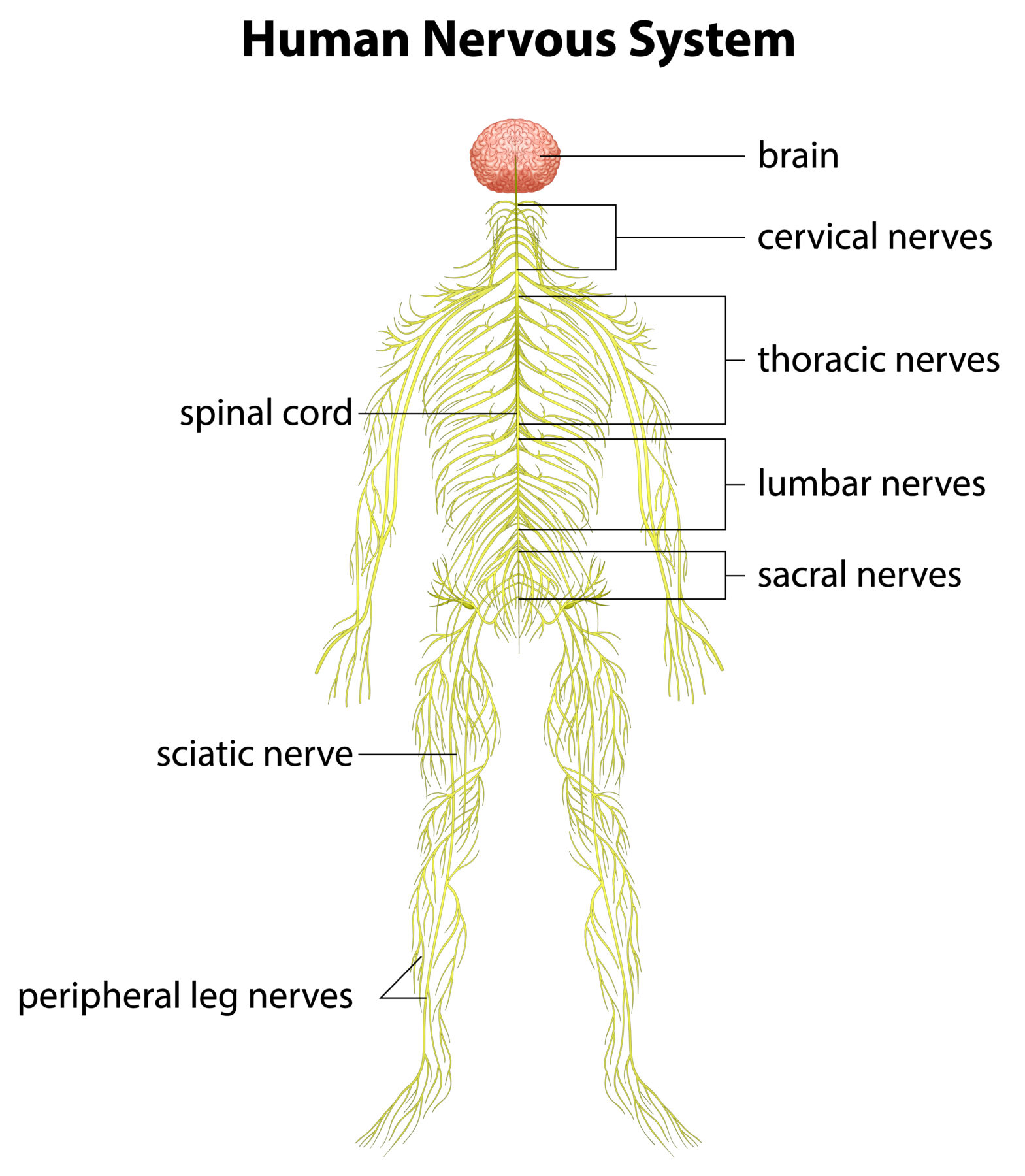 Peripheral Nervous System