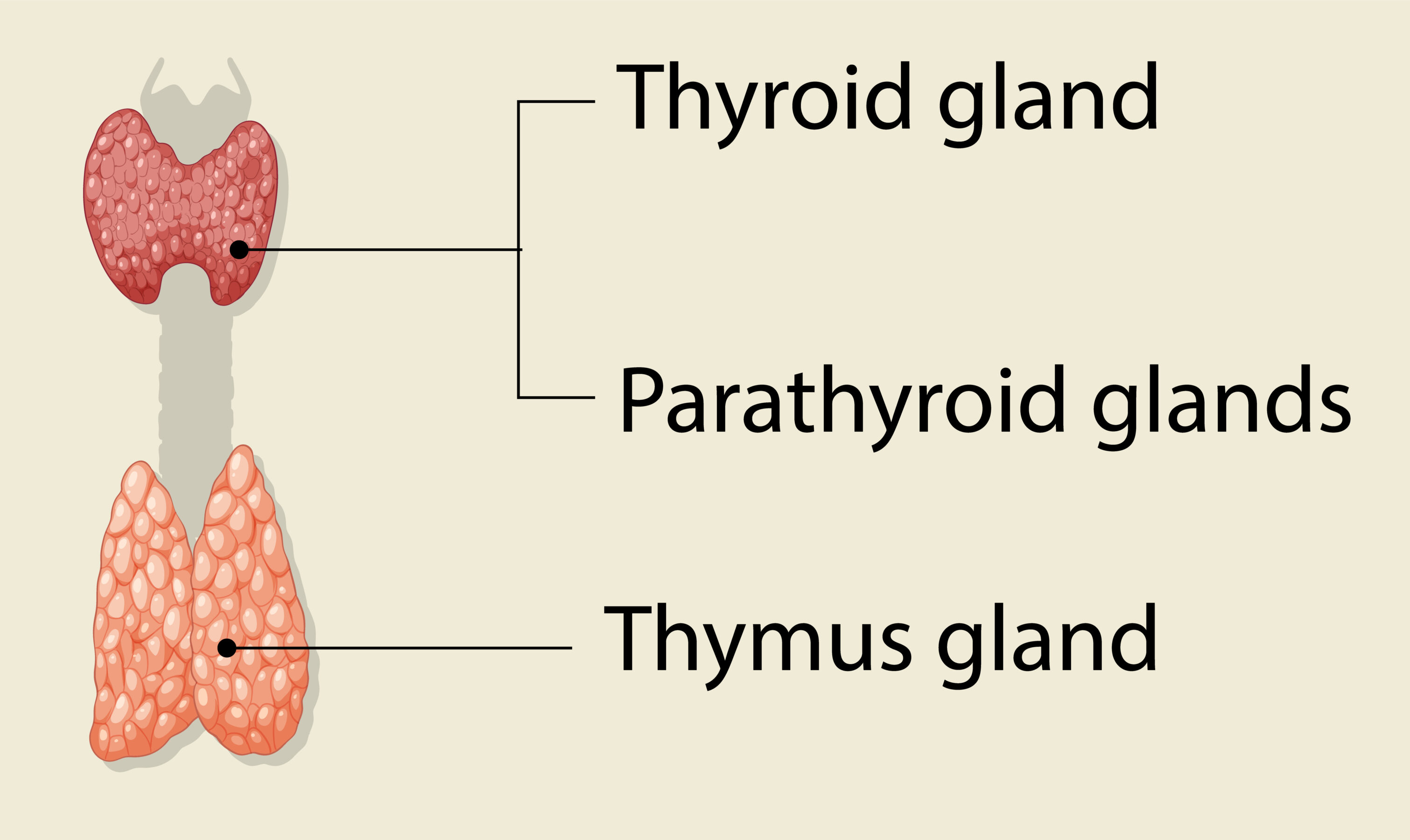 Hormonal or Chemical Coordination
