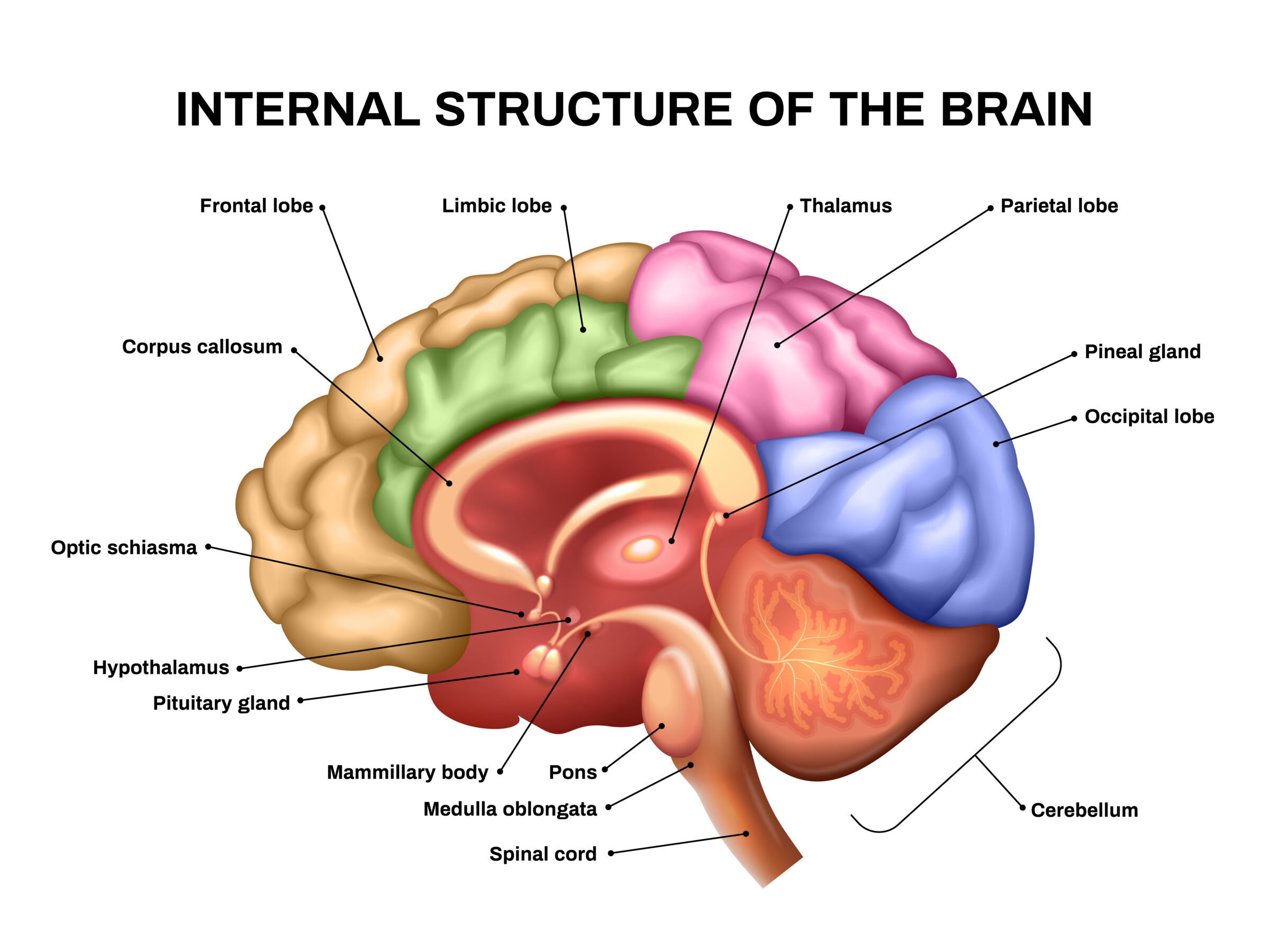 Brain Anatomy