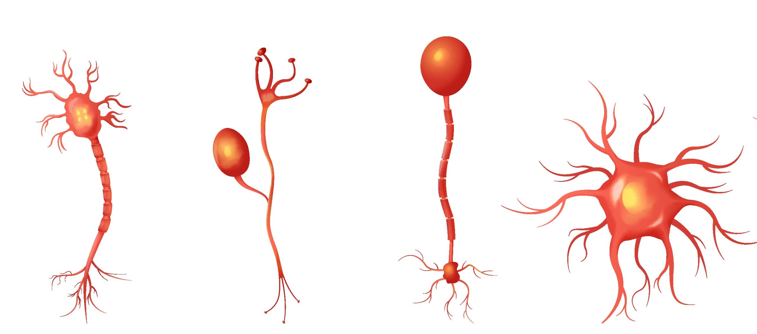 Neuron: Structure and Types