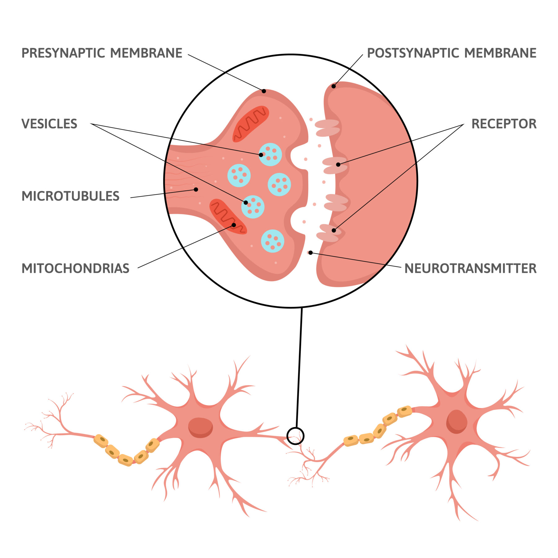 Synapse: The small gap between two neurons where neurotransmitters carry signals across.