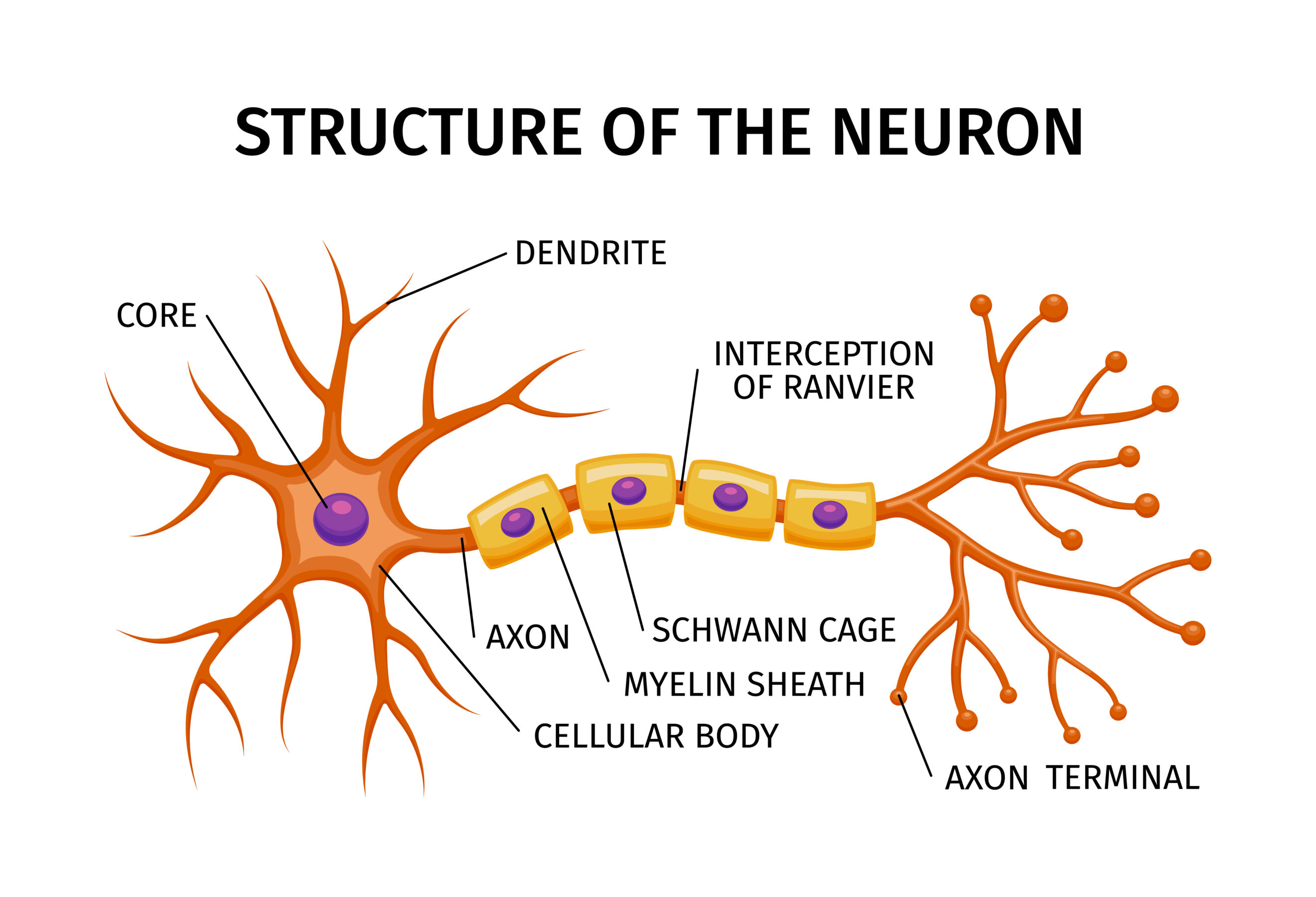 Structure of a Neuron
