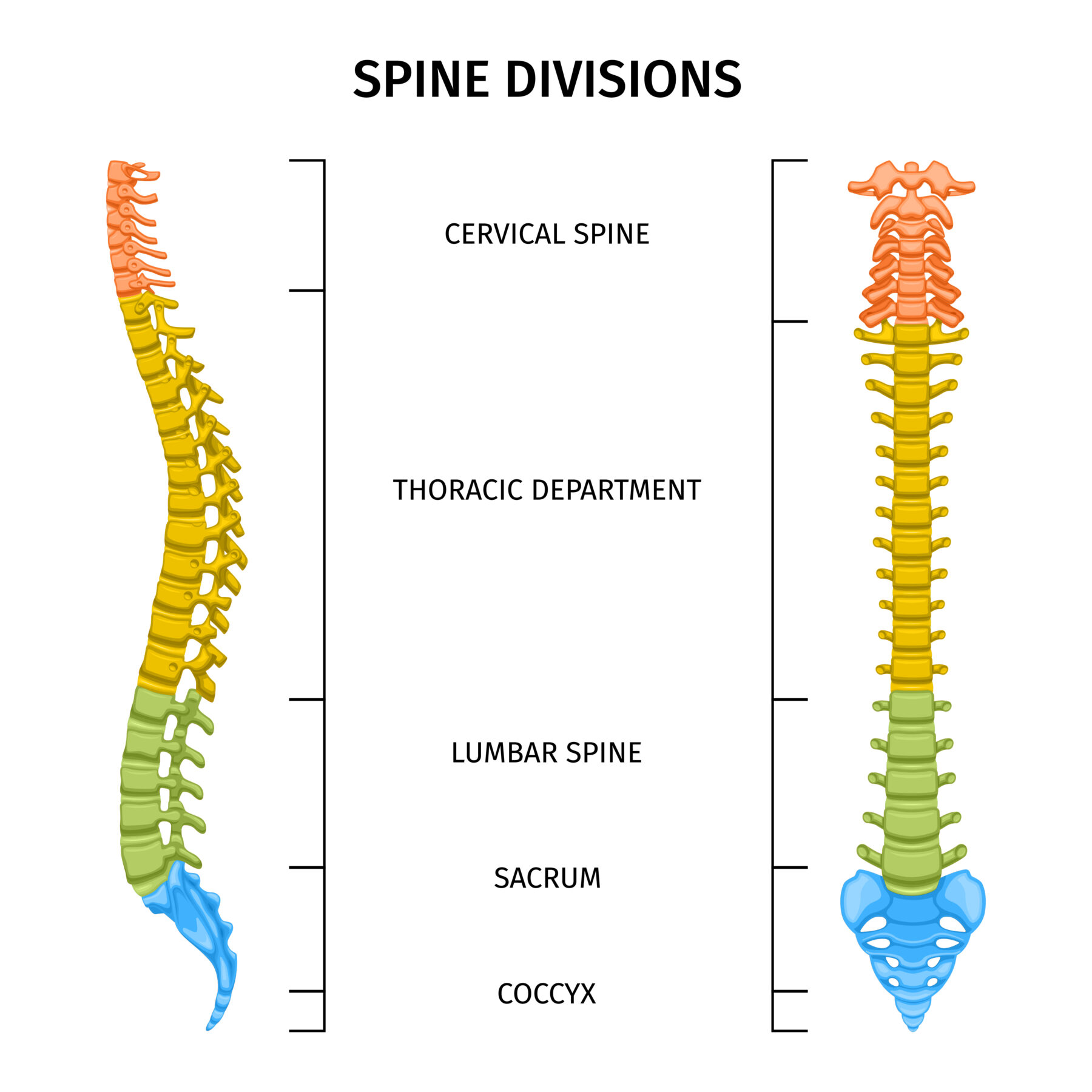 Central Nervous System: Spinal Cord
