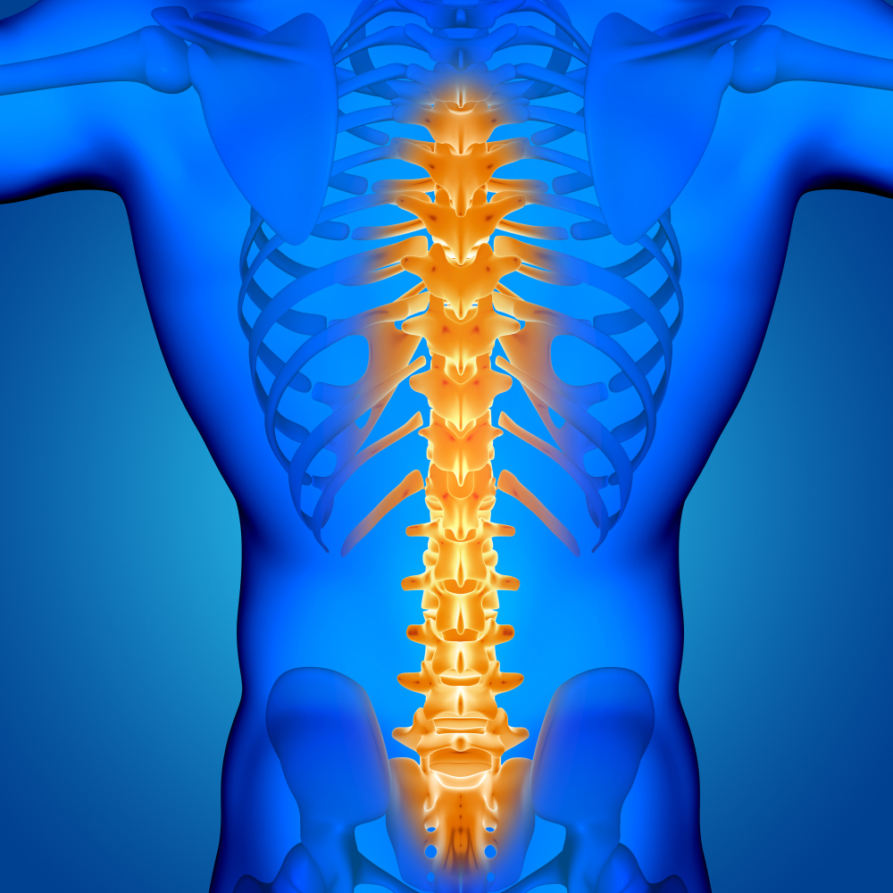 Spinal cord