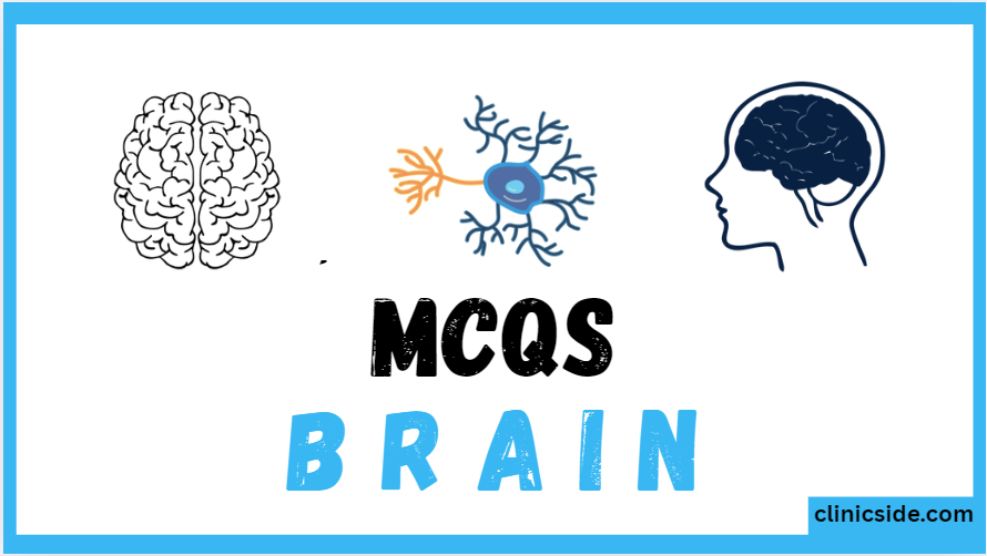 Central Nervous System Brain