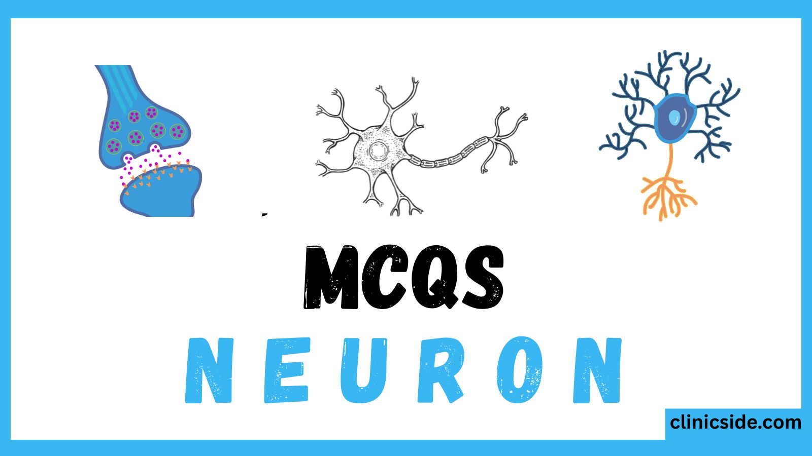 Neuron Structure & Types