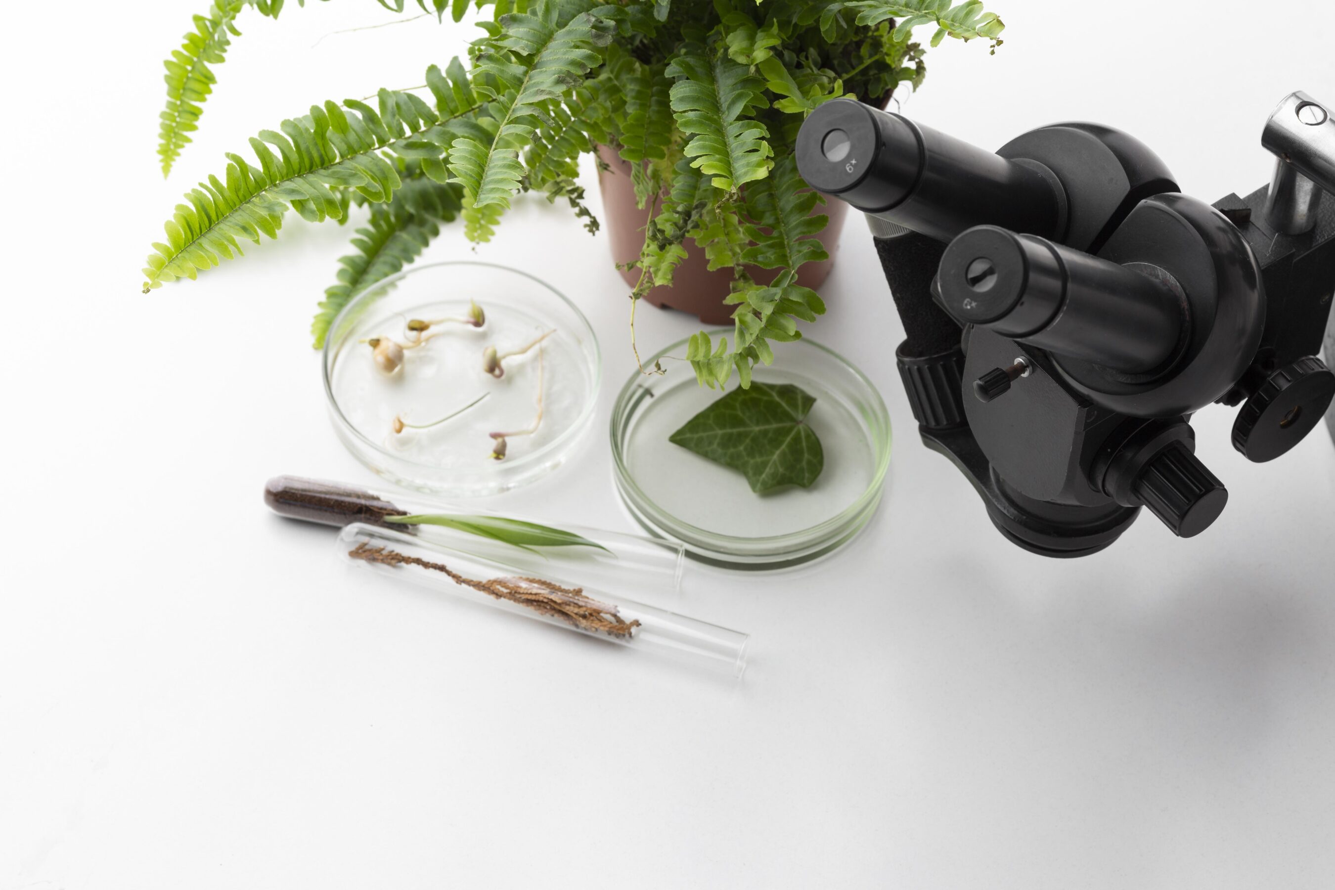 Plant hormones like auxin